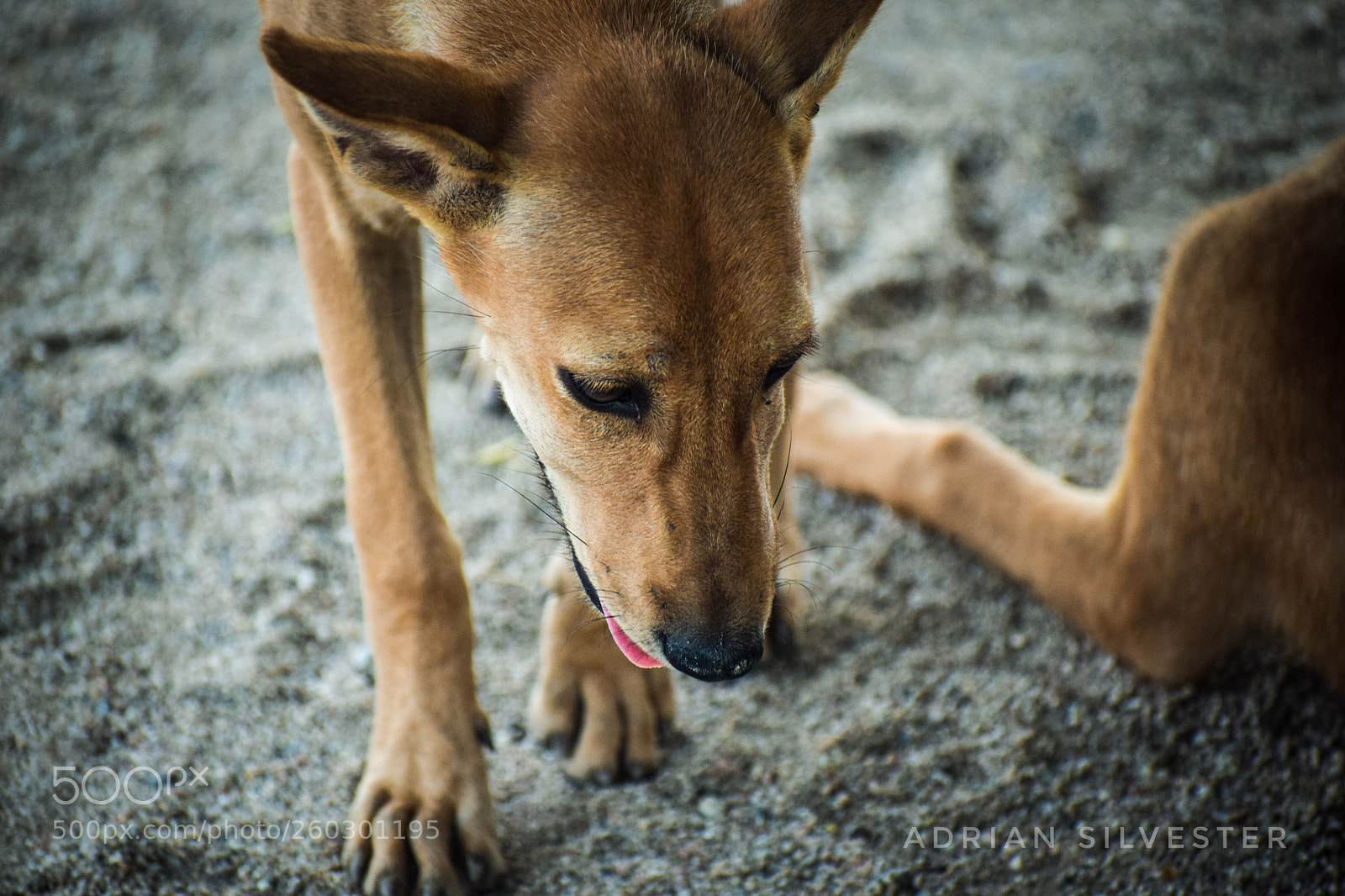 Nikon D5300 sample photo. Random click photography