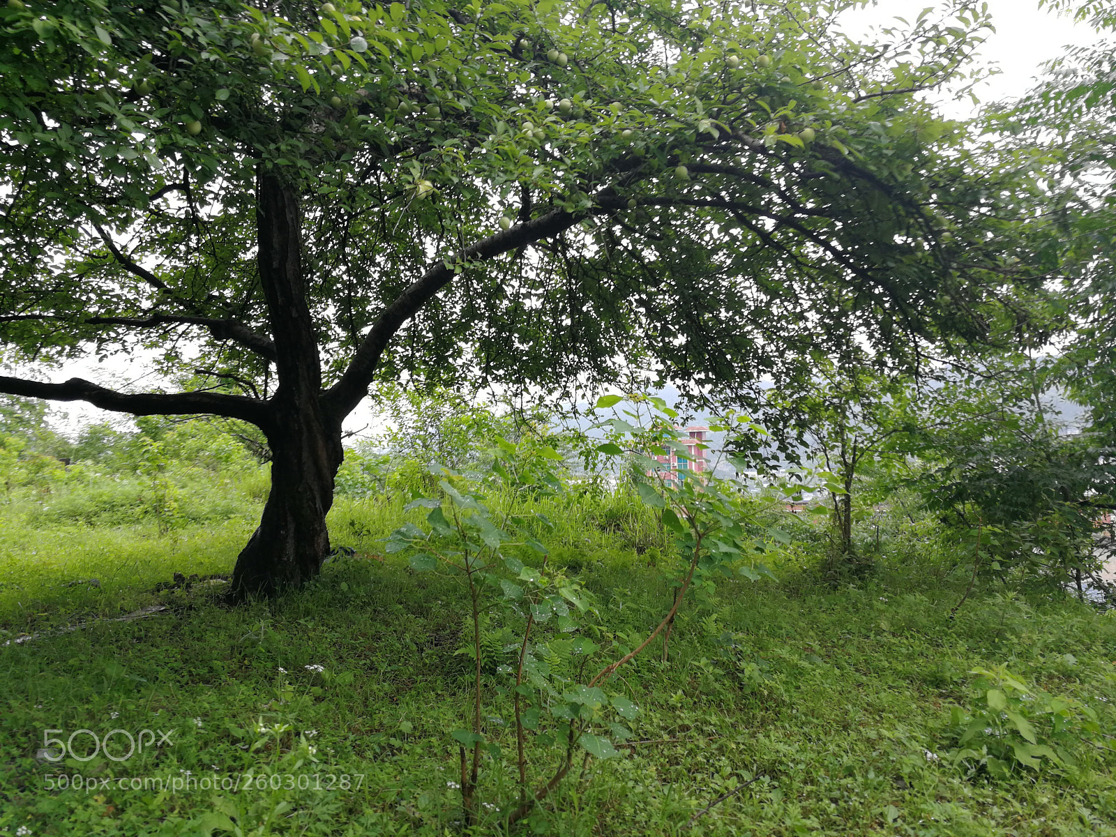 HUAWEI P10 sample photo. Untitled photography