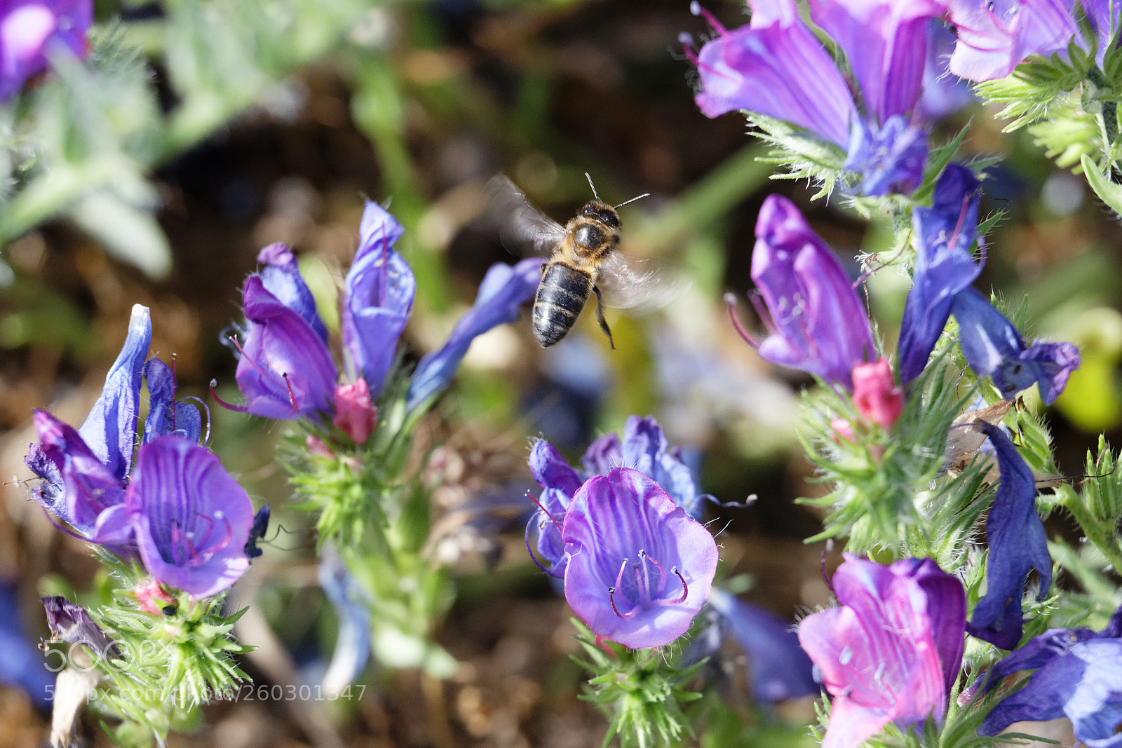 Canon EOS 6D Mark II sample photo. Floral meal viii photography