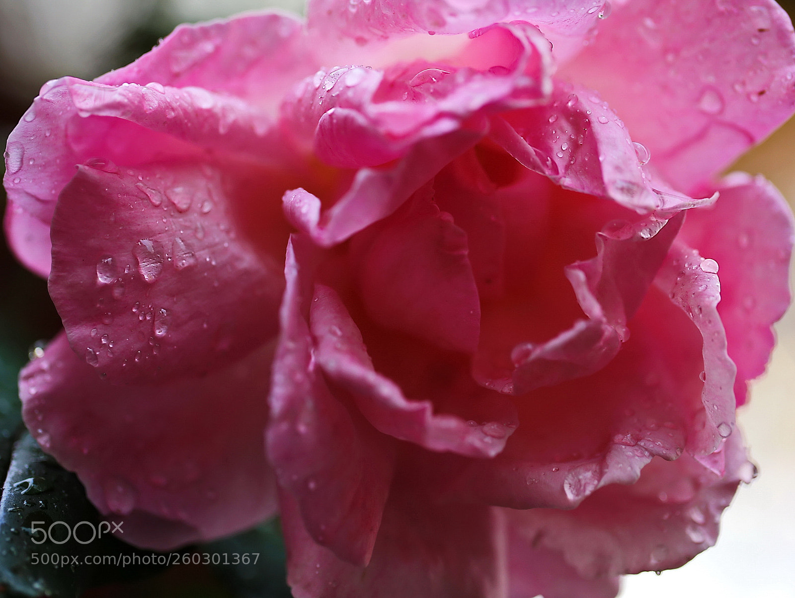 Canon EOS 6D sample photo. Droplets... photography