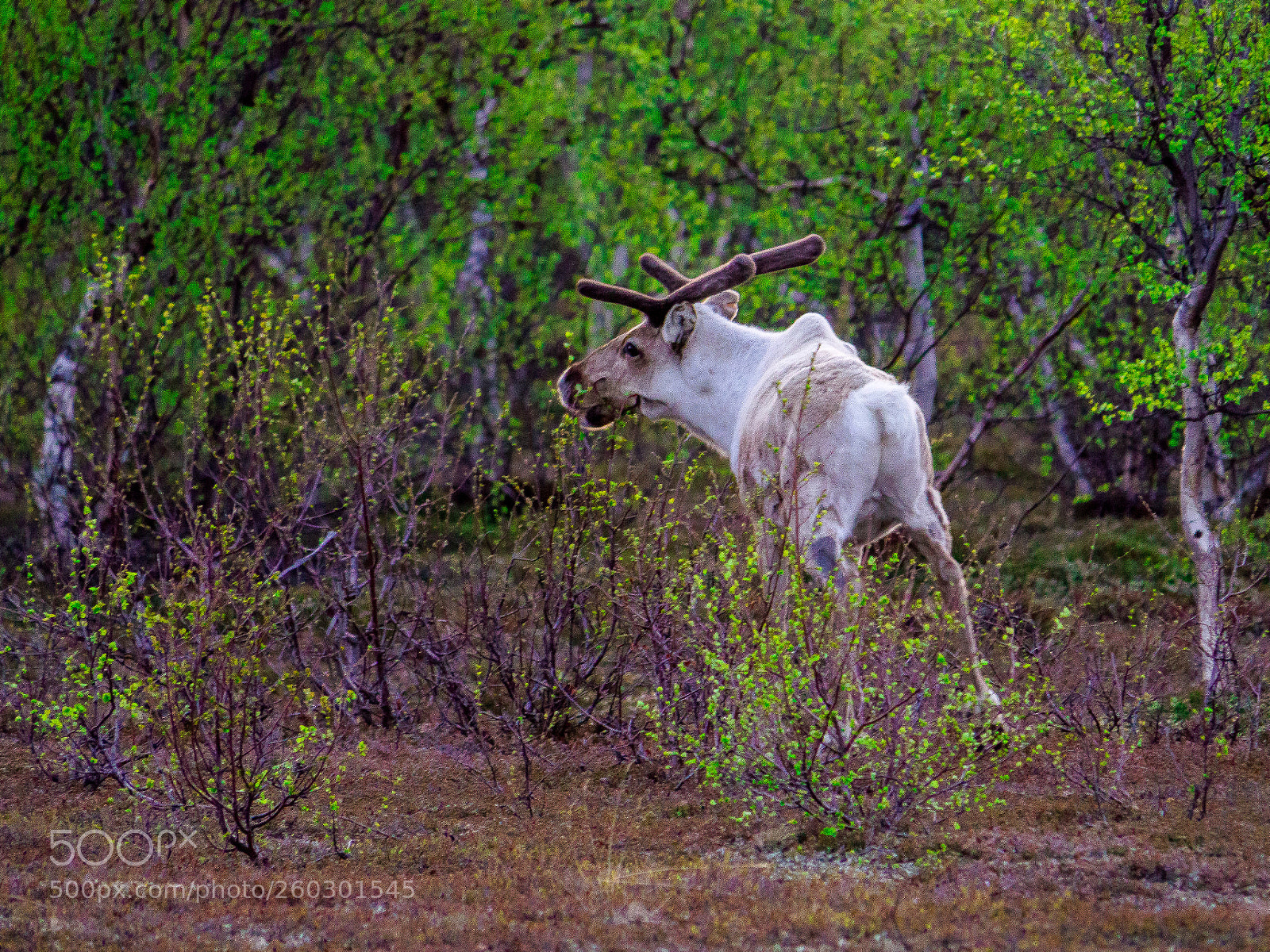 Olympus OM-D E-M10 II sample photo. Reindeer photography