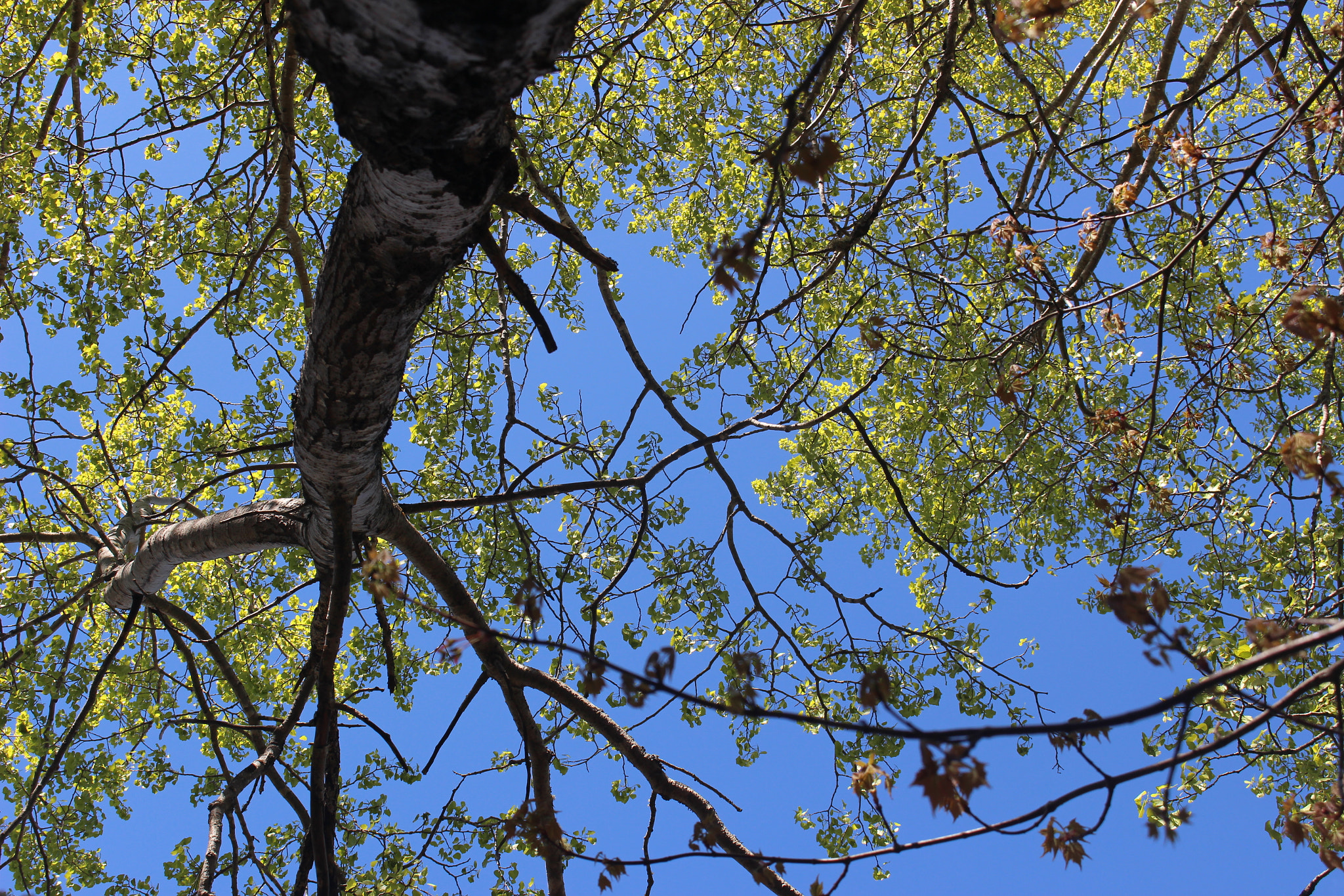 Canon EOS 100D (EOS Rebel SL1 / EOS Kiss X7) sample photo. Upside down photography