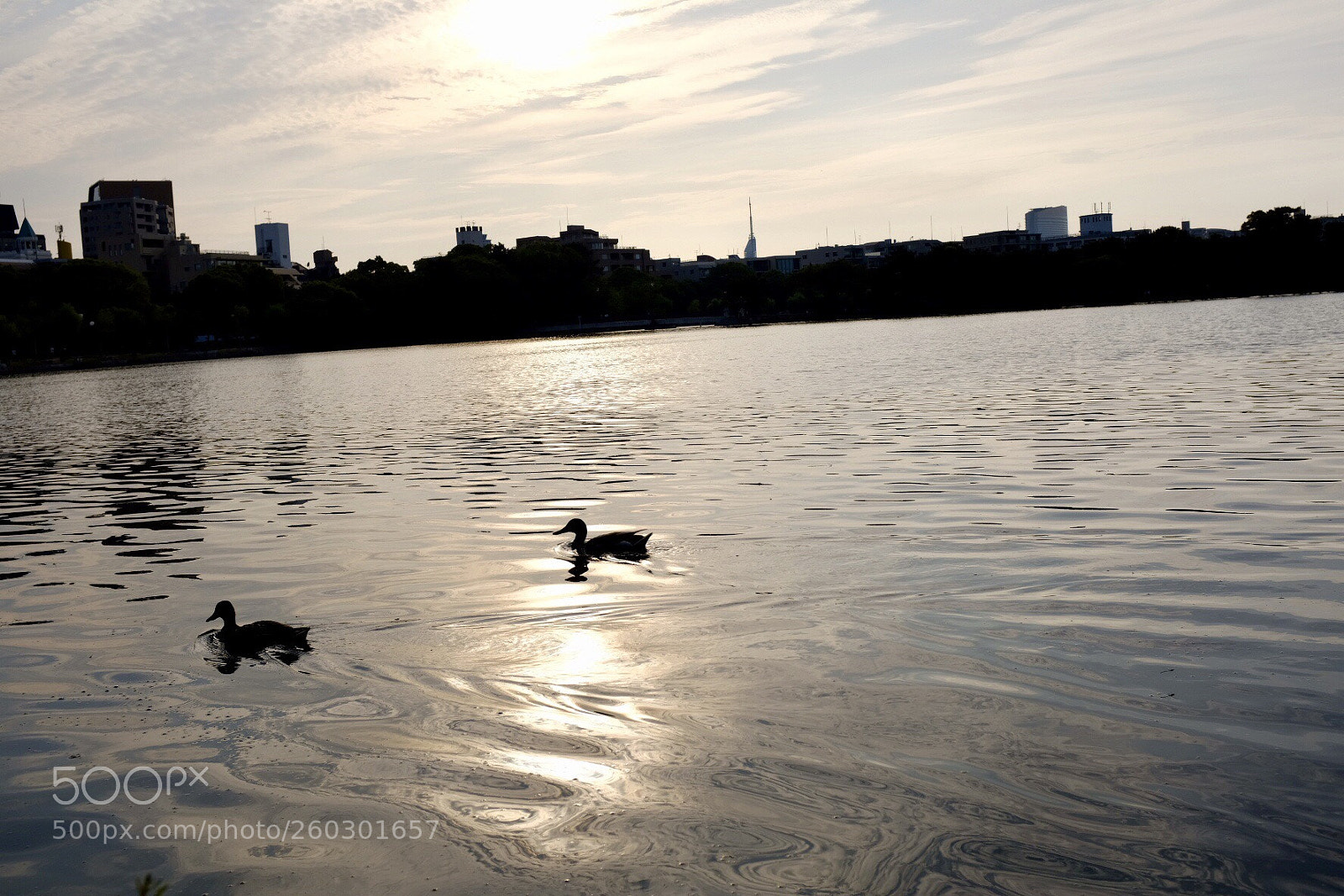 Fujifilm X100F sample photo. ある光 ohori park.ver photography