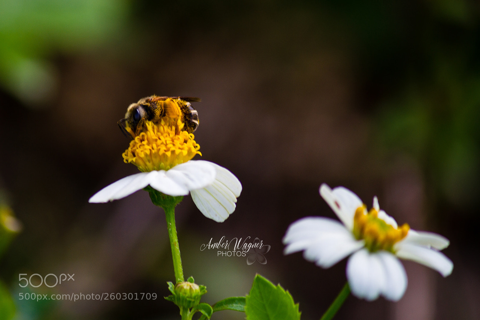 Canon EOS 7D sample photo. Pollination photography