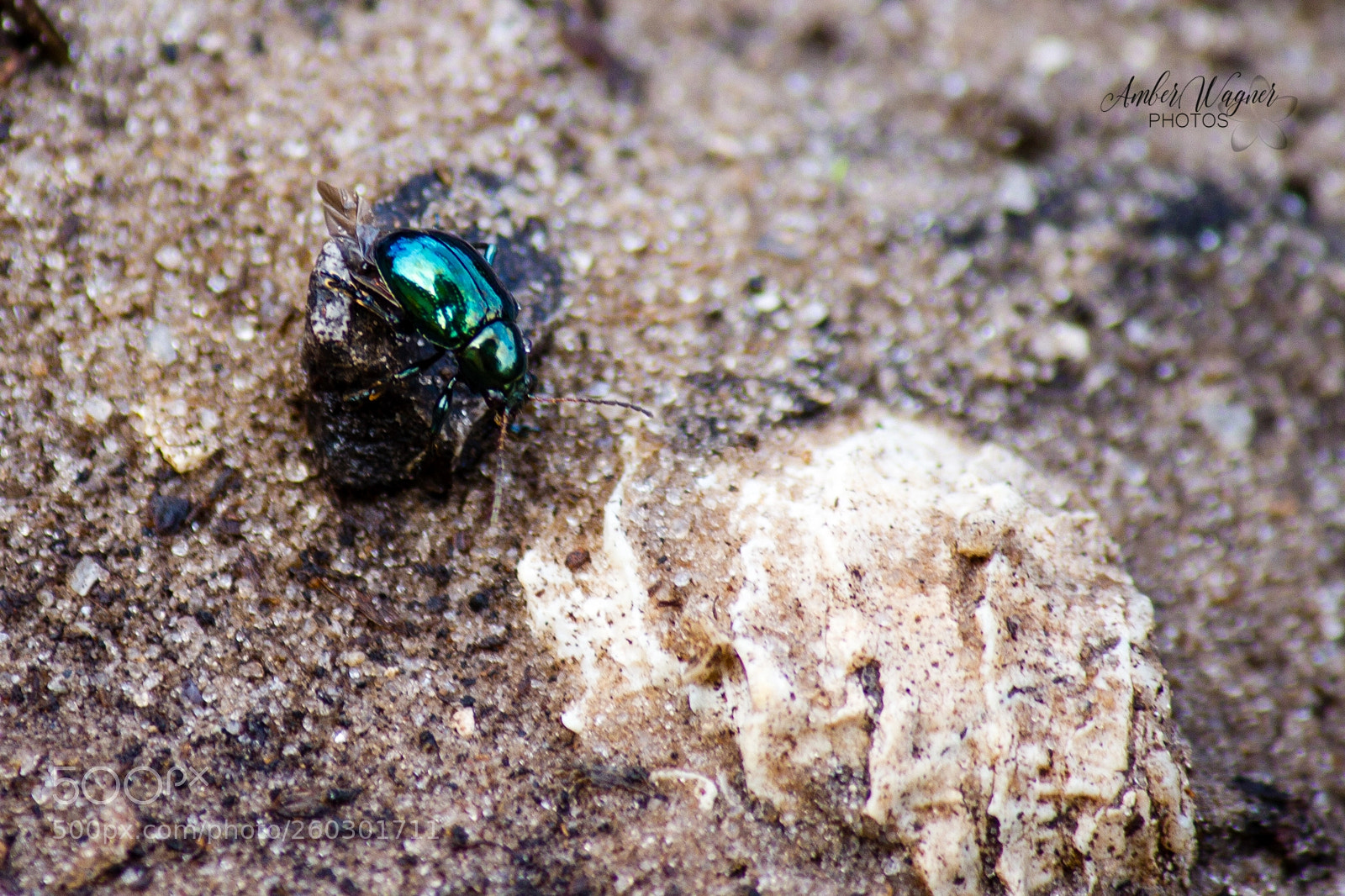 Canon EOS 7D sample photo. Beetle photography