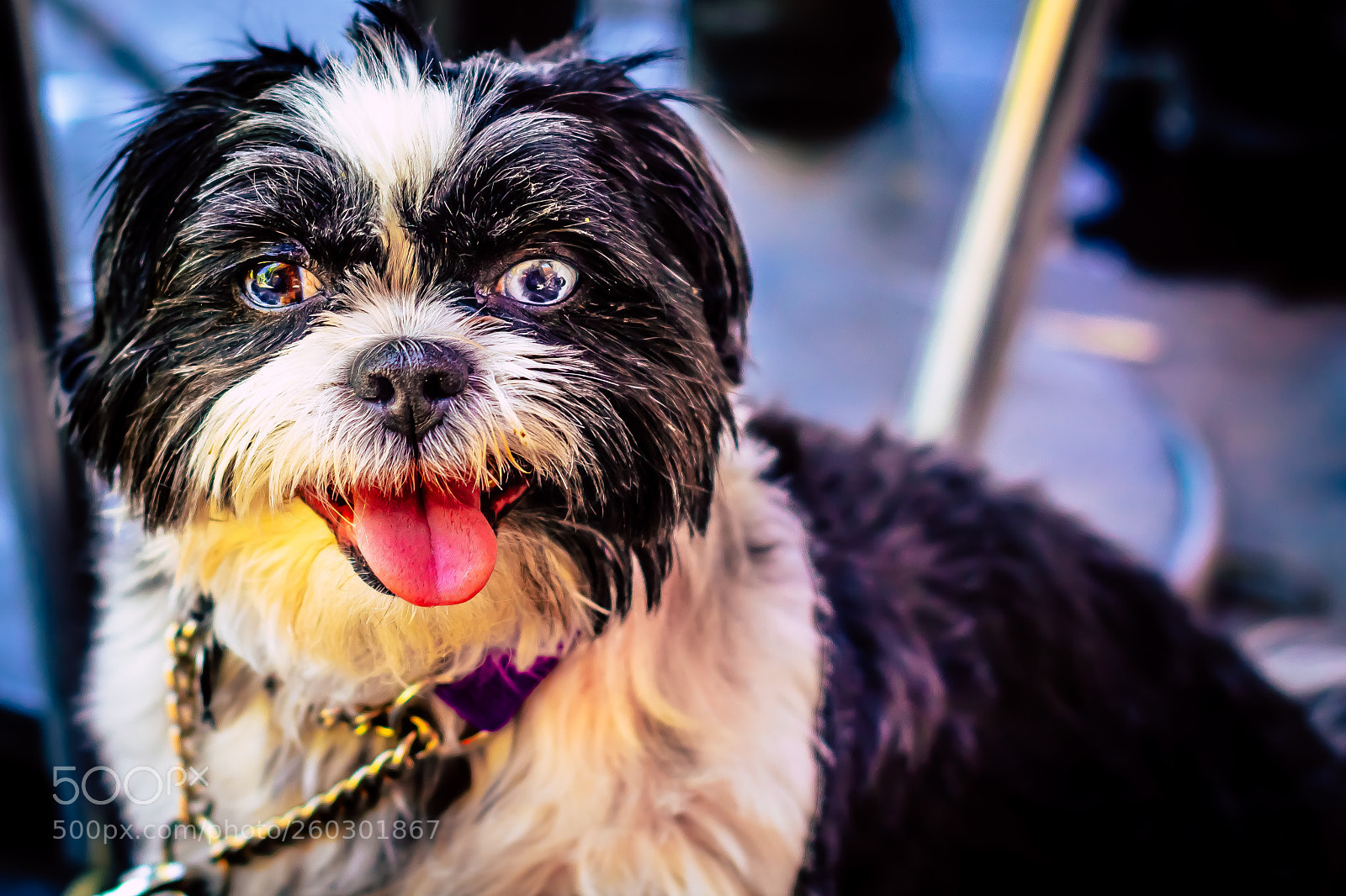 Canon EOS 1200D (EOS Rebel T5 / EOS Kiss X70 / EOS Hi) sample photo. Doggo photography