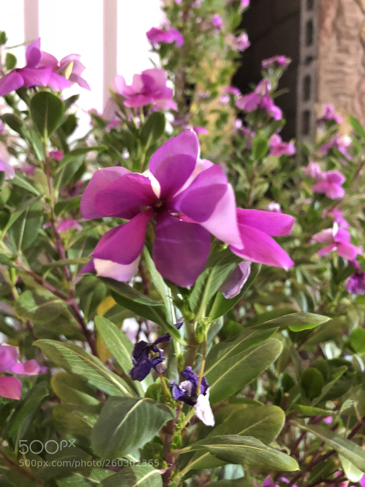 Apple iPhone 8 Plus sample photo. Night flower photography
