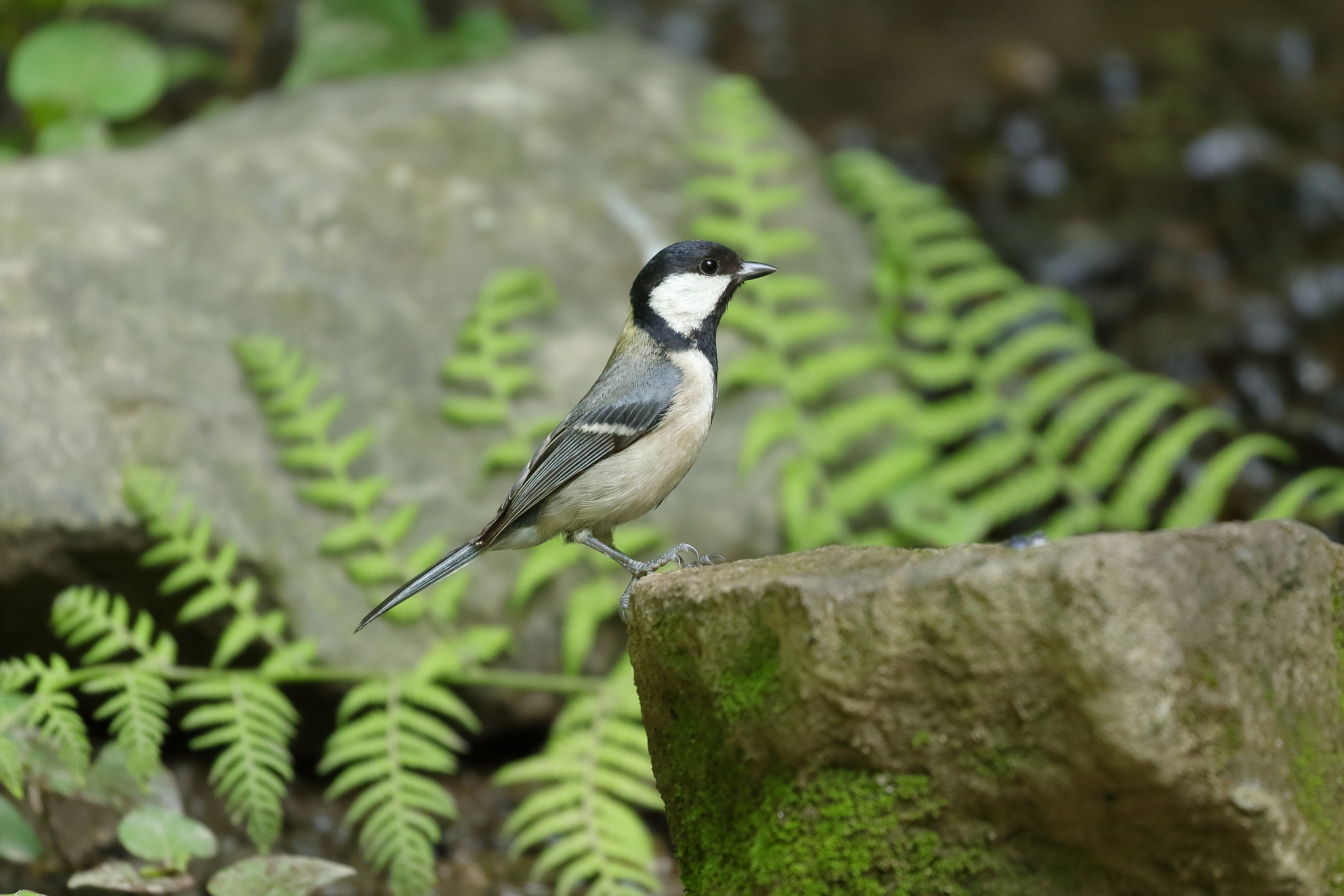 Canon EOS 7D Mark II sample photo. 背伸び(・∀・) 7i2a5879 photography