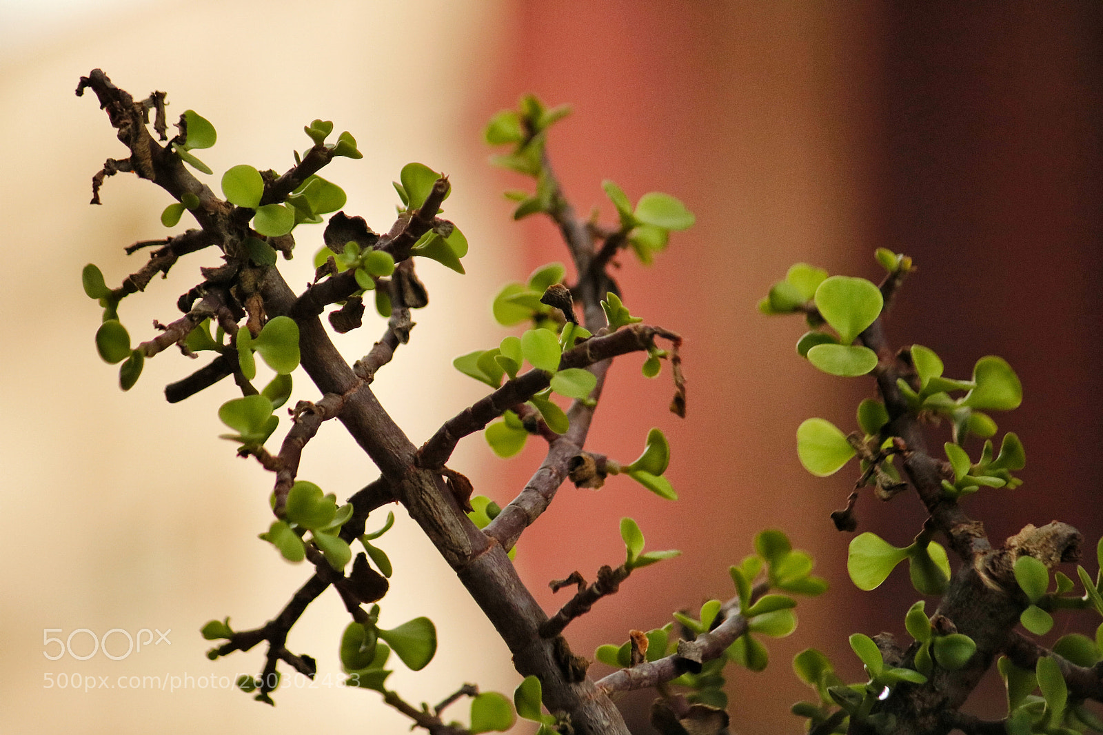 Canon EOS 750D (EOS Rebel T6i / EOS Kiss X8i) sample photo. Untitled photography