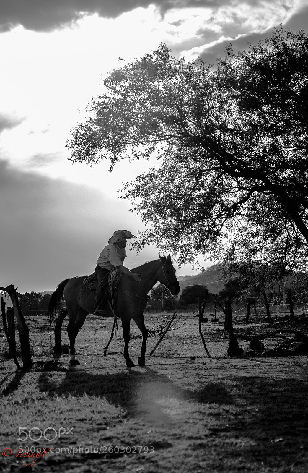 Nikon D5300 sample photo. Vaquero photography