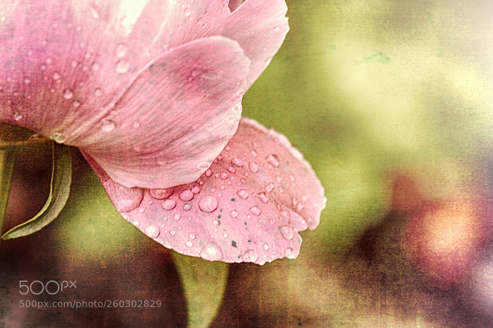 Nikon D7200 sample photo. Peony petal photography