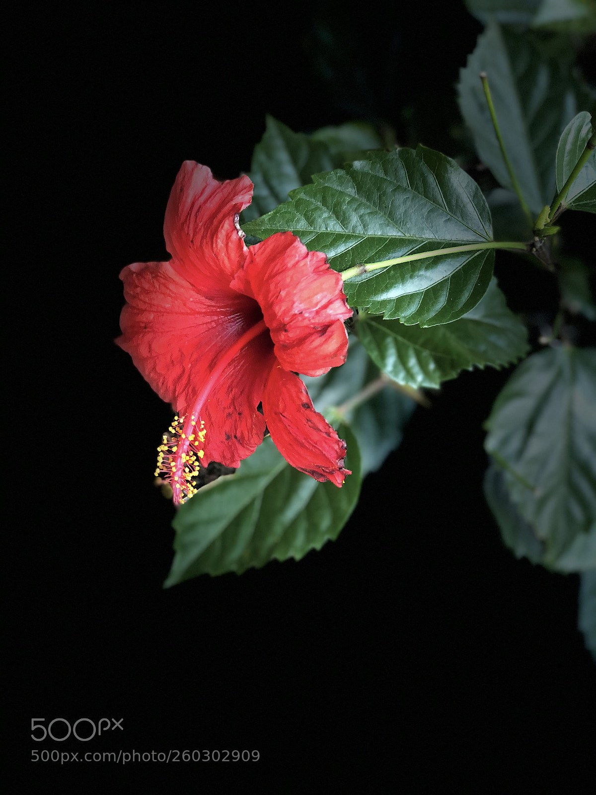 Apple iPhone 8 Plus sample photo. Hibiscus  photography
