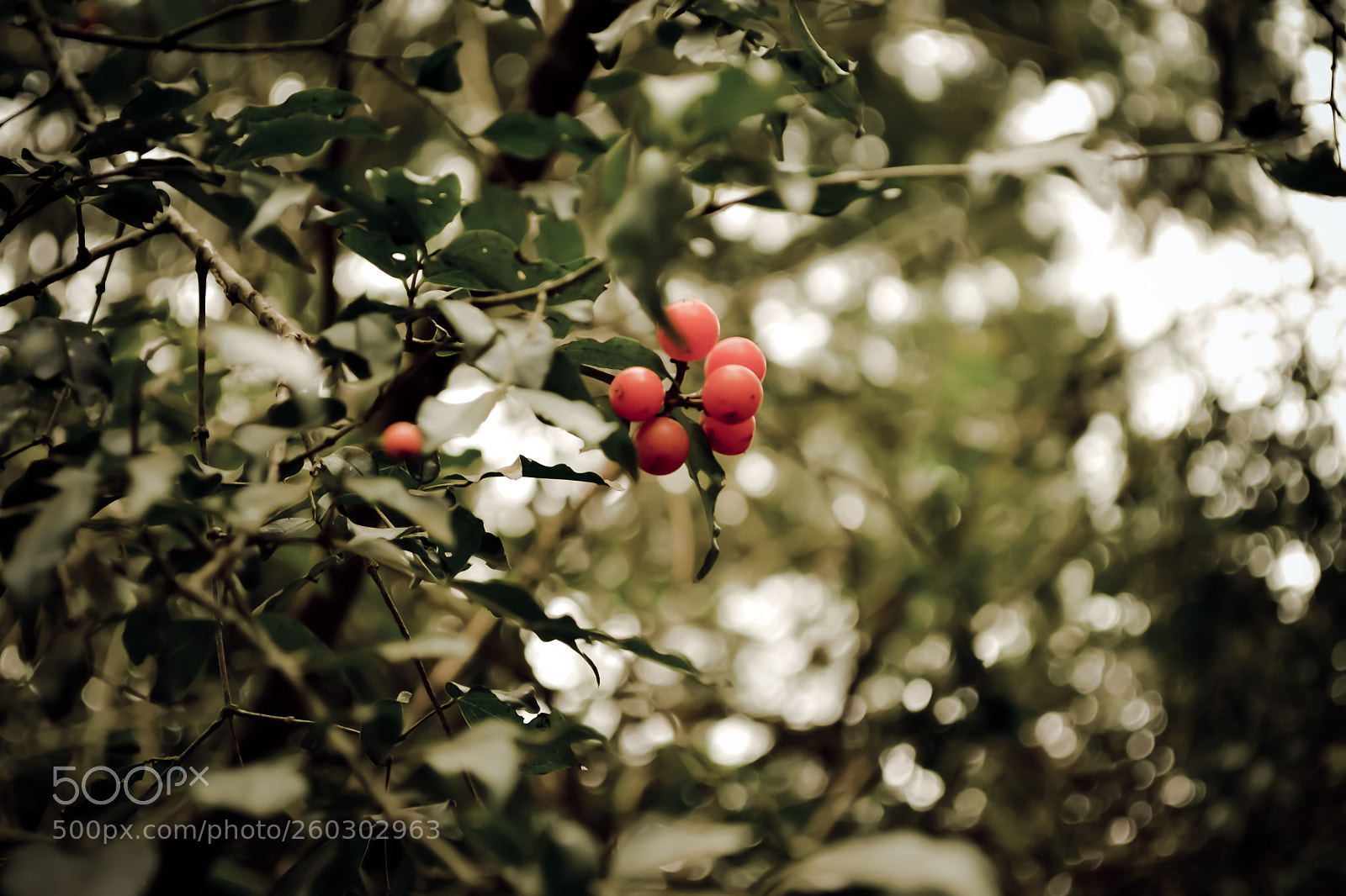 Nikon D3100 sample photo. Plants photography
