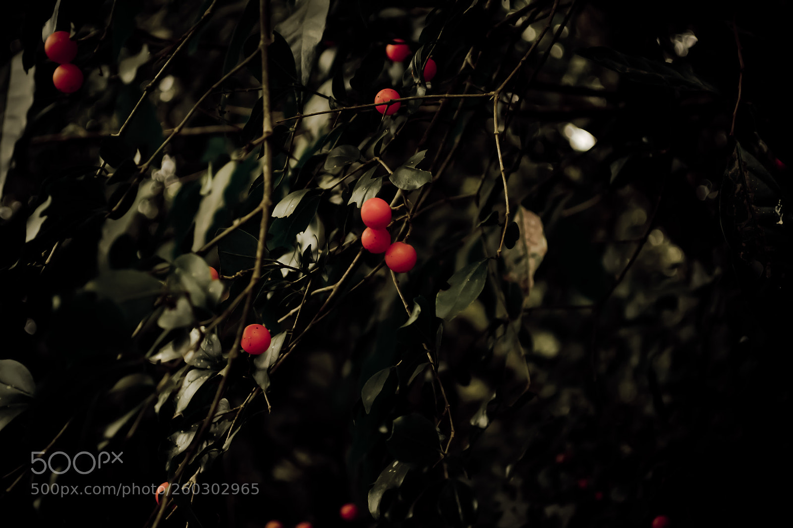 Nikon D3100 sample photo. Plants photography
