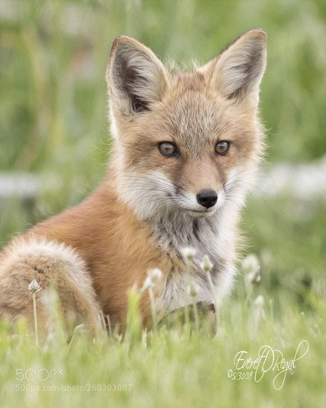Canon EOS-1D X Mark II sample photo. Red fox portrait photography