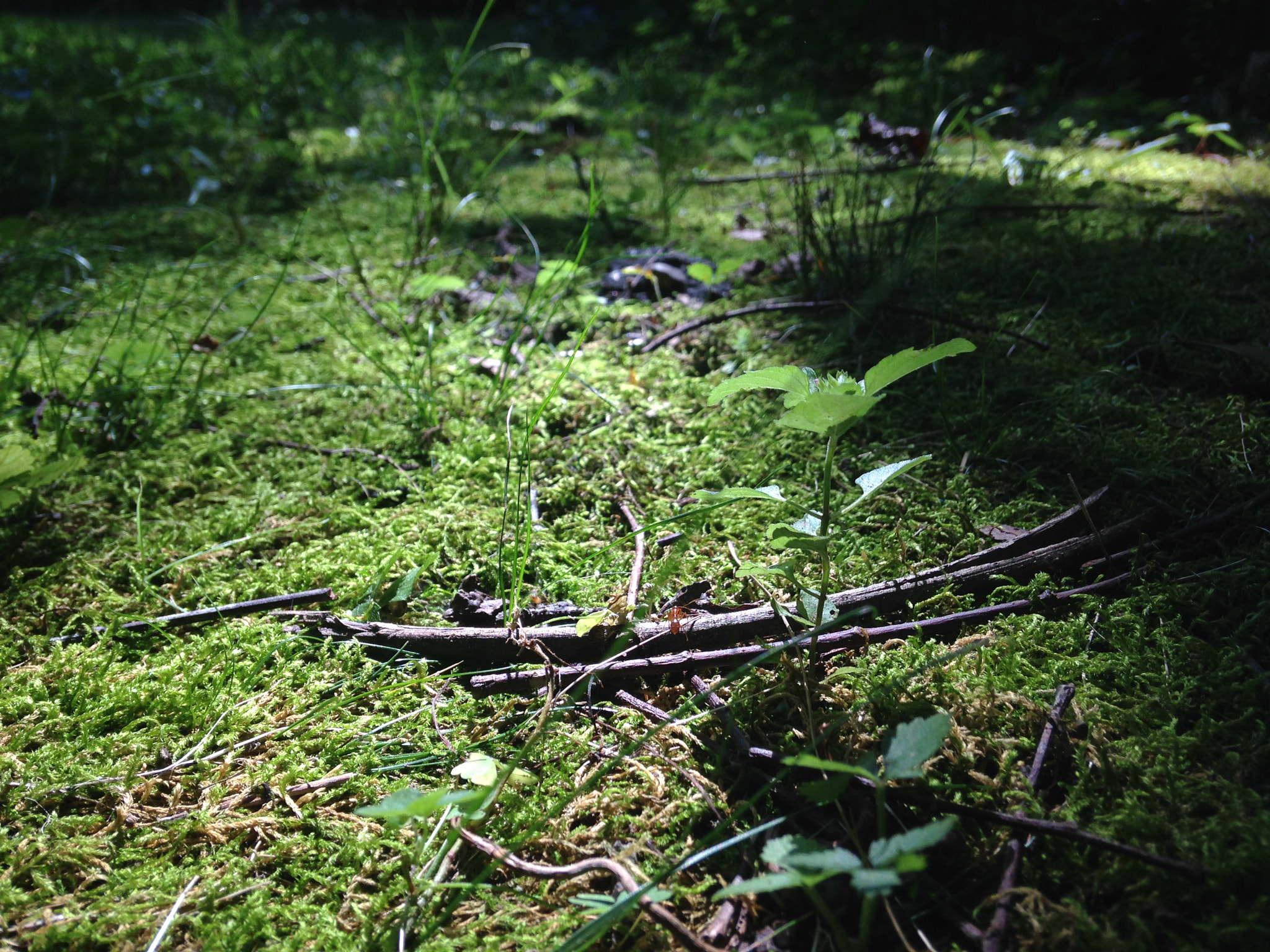 Apple iPhone 5c sample photo. Off the trail photography