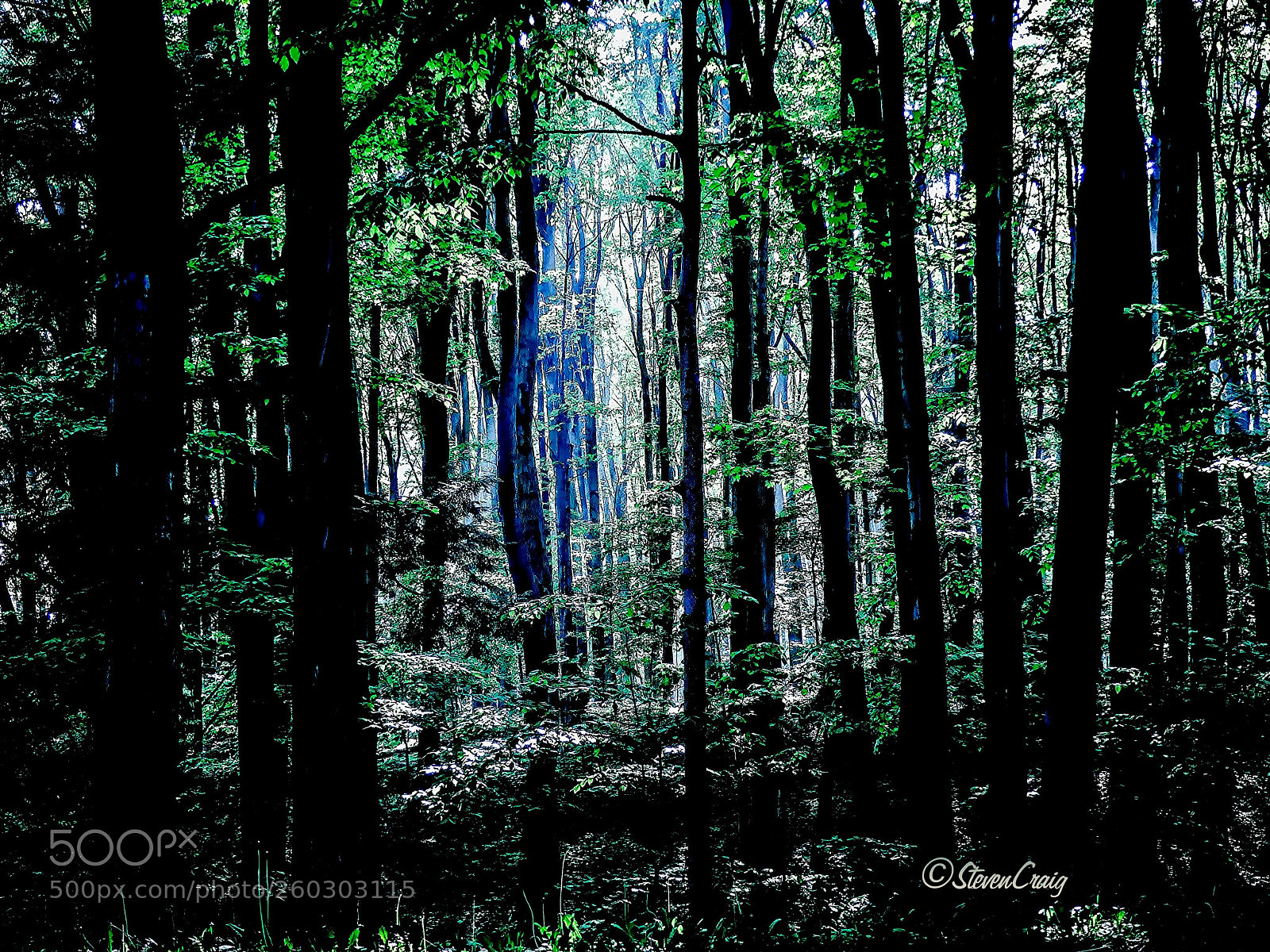 Panasonic Lumix DMC-FZ300 sample photo. Forest photography