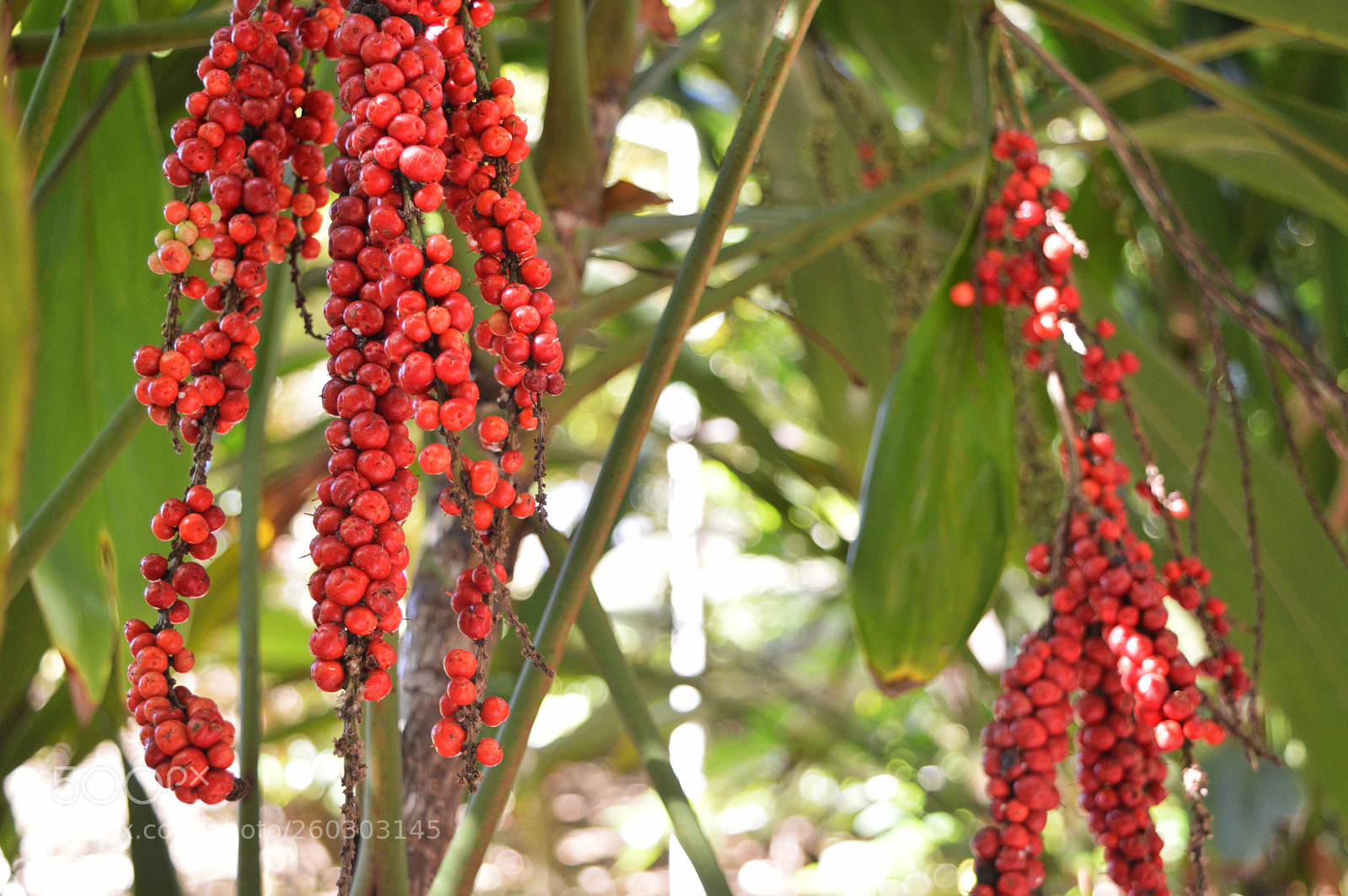 Nikon D3200 sample photo. Berry photography