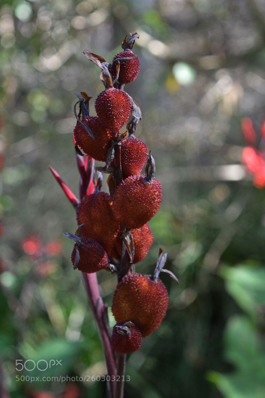 Nikon D3200 sample photo. Seed pod photography