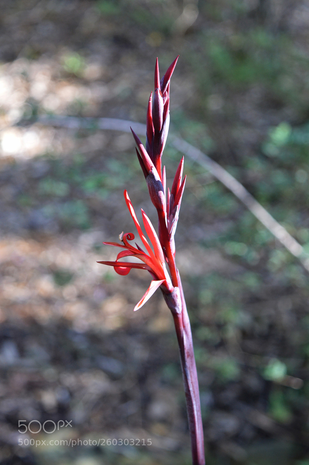 Nikon D3200 sample photo. Flower photography