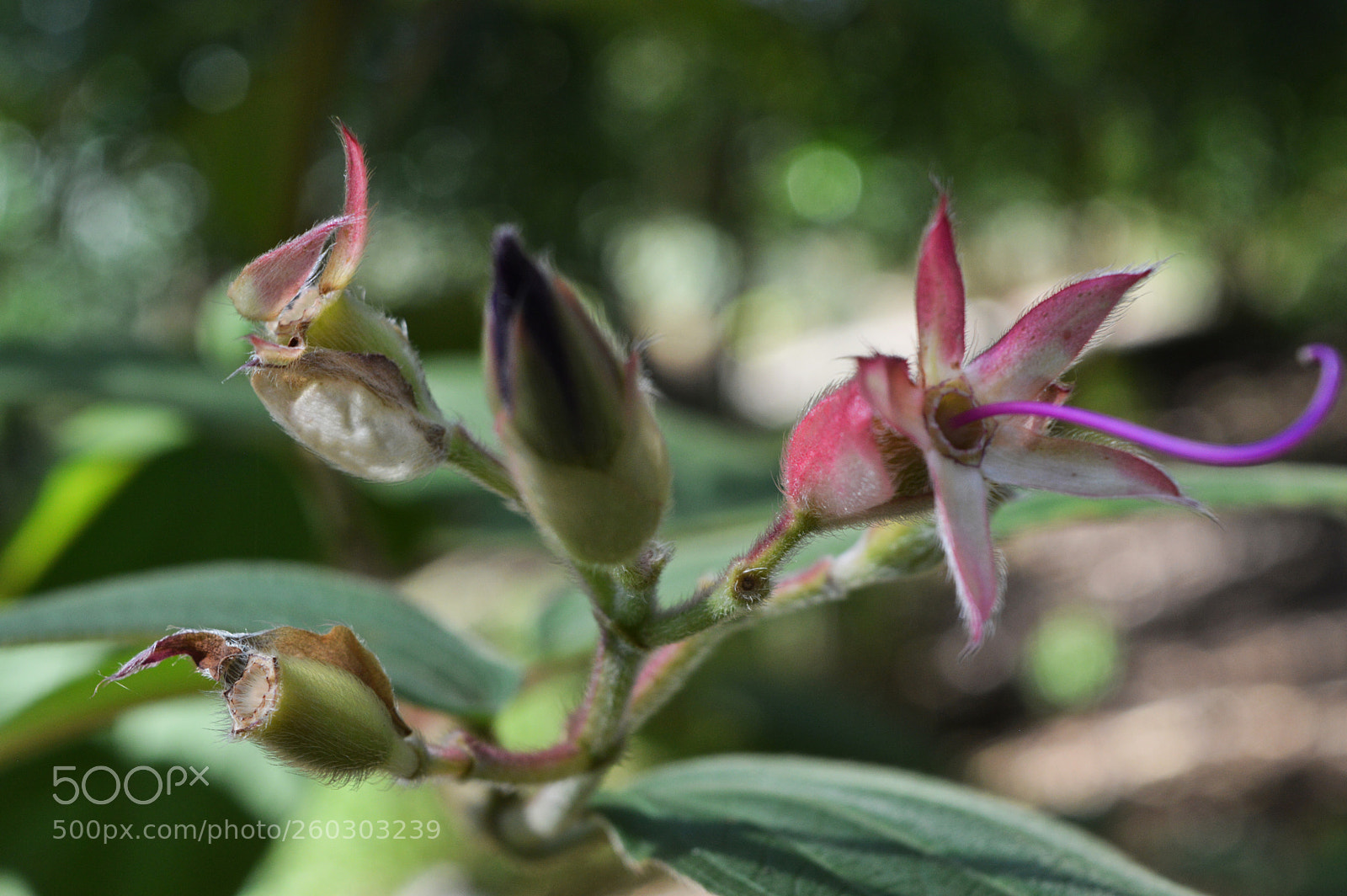Nikon D3200 sample photo. Blooming photography