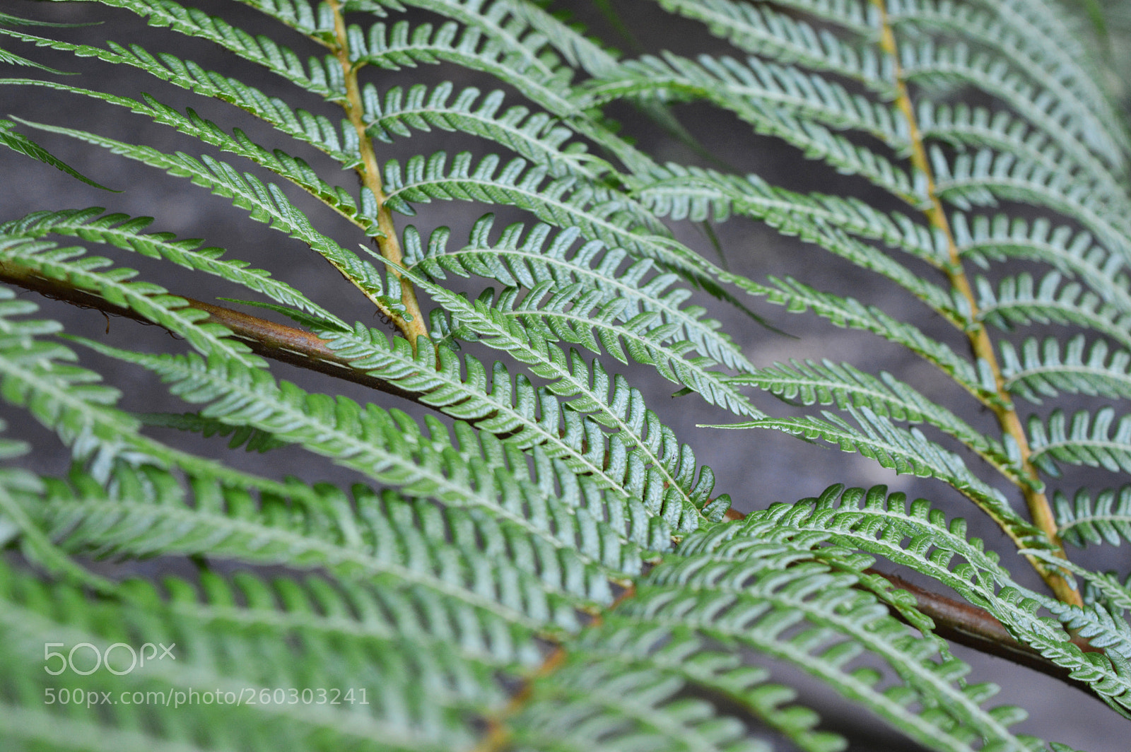 Nikon D3200 sample photo. Fern photography