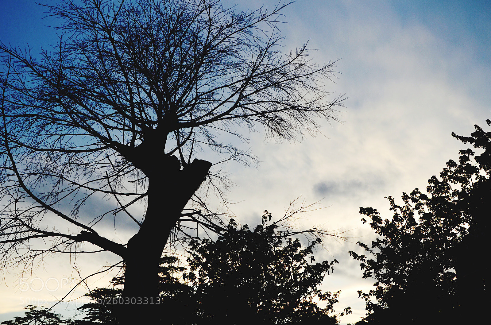 Nikon D7000 sample photo. Untitled photography