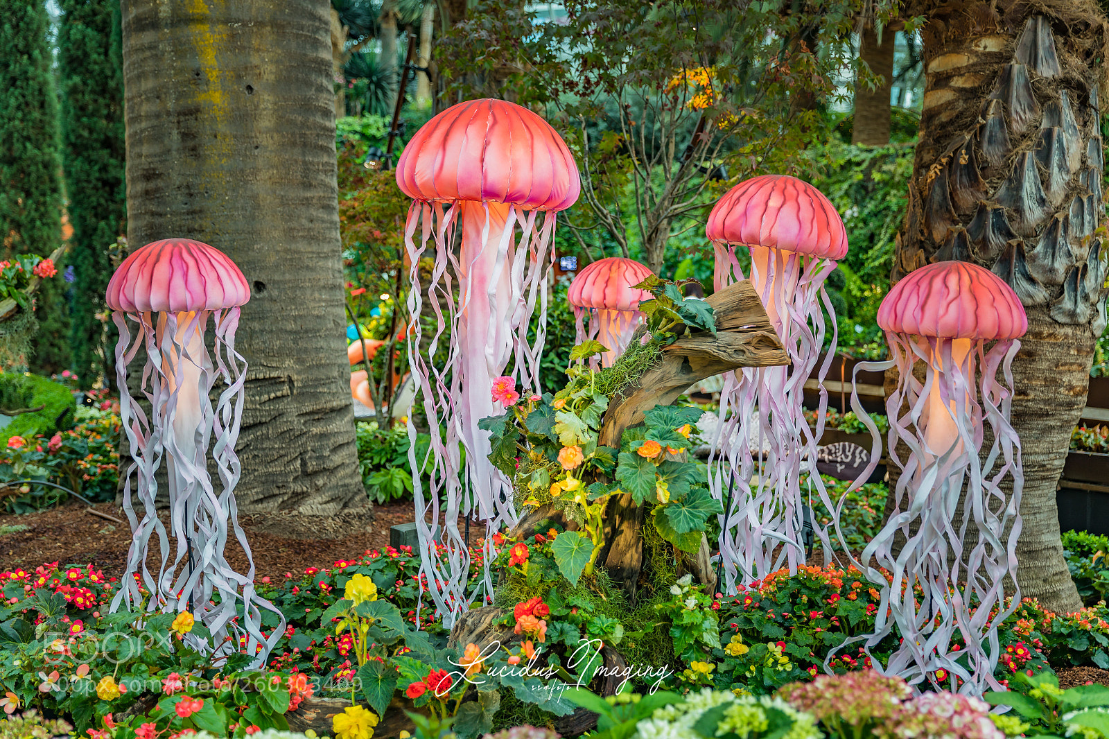 Canon EOS 5D Mark IV sample photo. Jelly fish photography