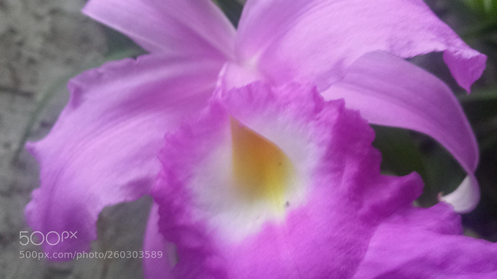 Samsung Galaxy S4 sample photo. Untitled photography