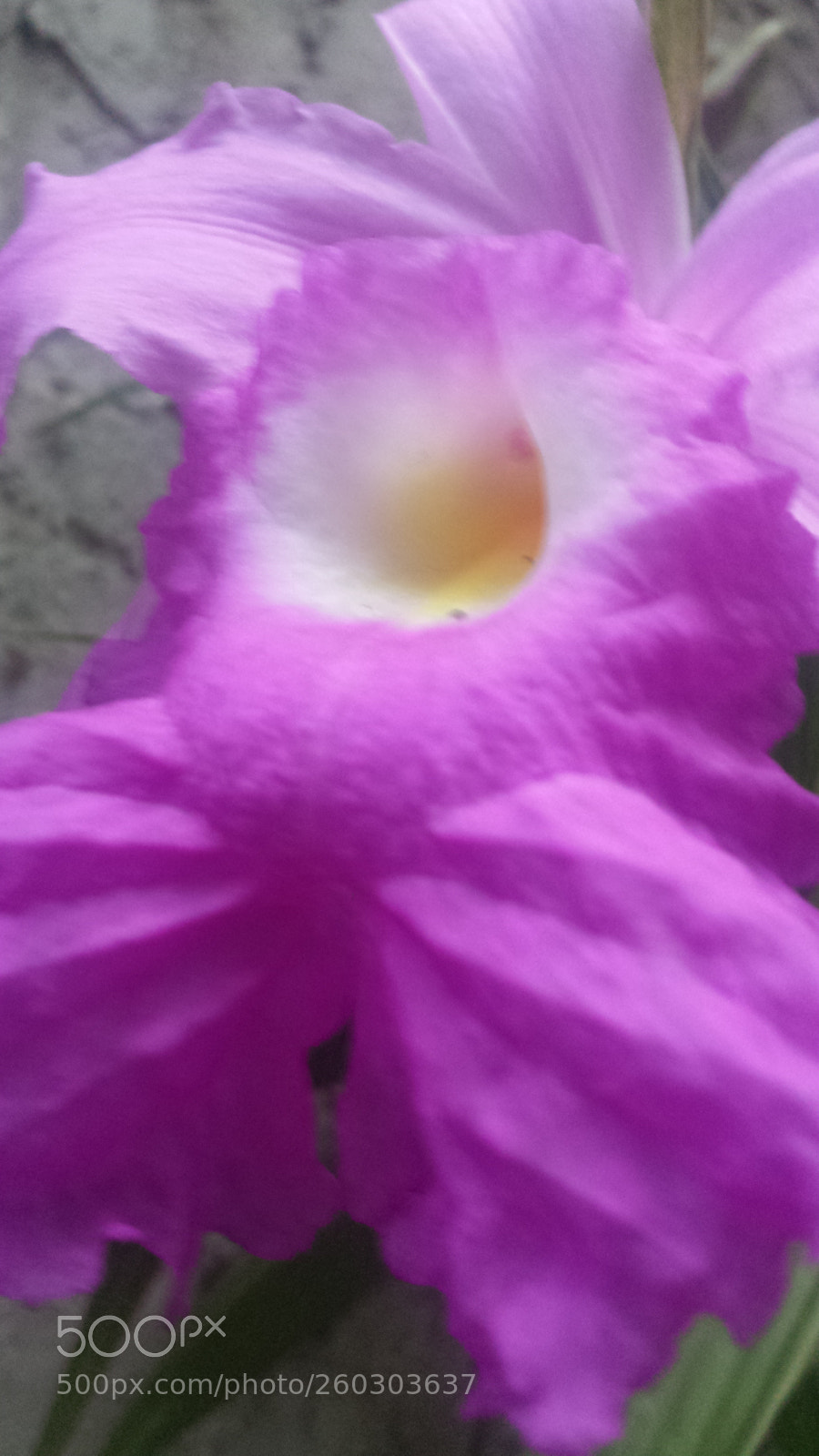 Samsung Galaxy S4 sample photo. Untitled photography