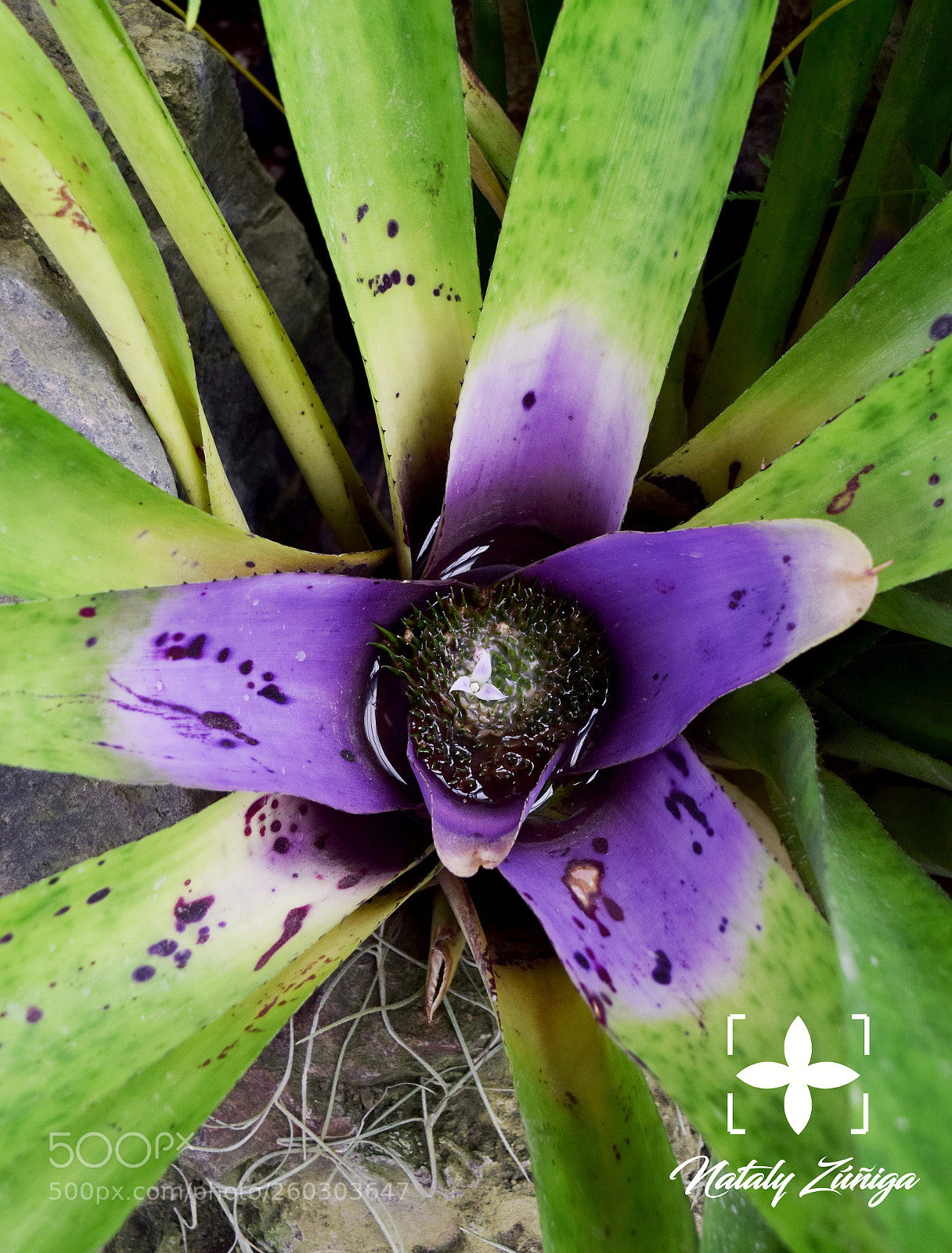 Nikon D3300 sample photo. Jardín botánico photography
