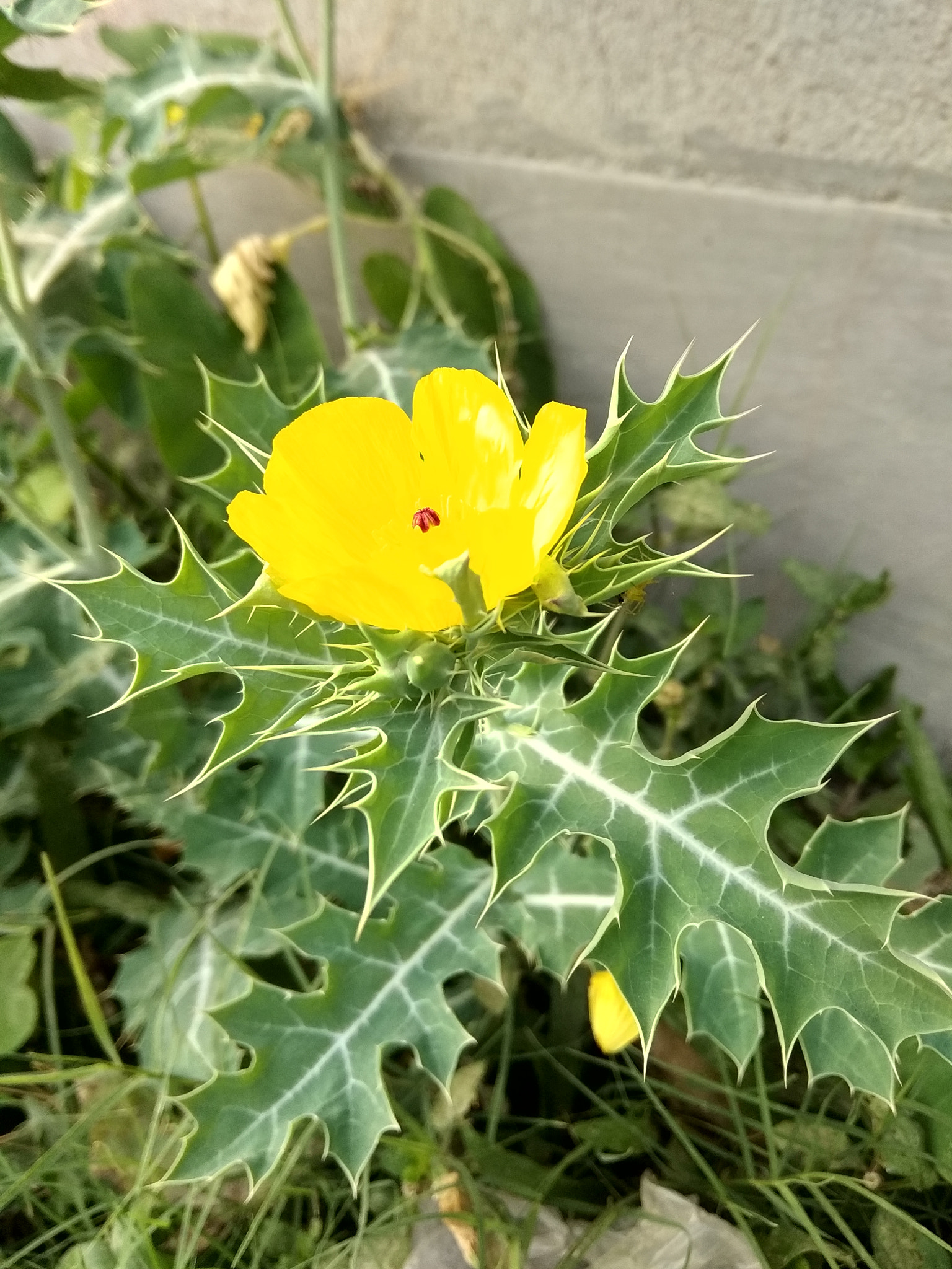 Xiaomi Redmi Note 5A sample photo. Mexican prickly poppy photography