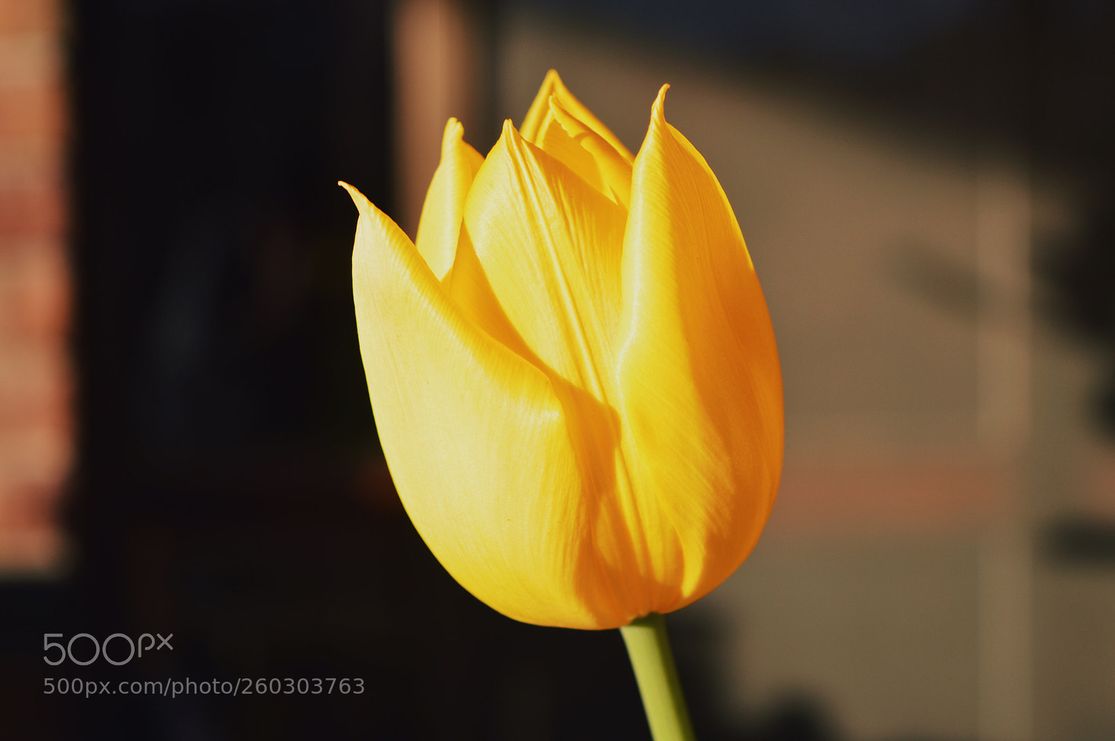 Nikon D3200 sample photo. Tulip photography