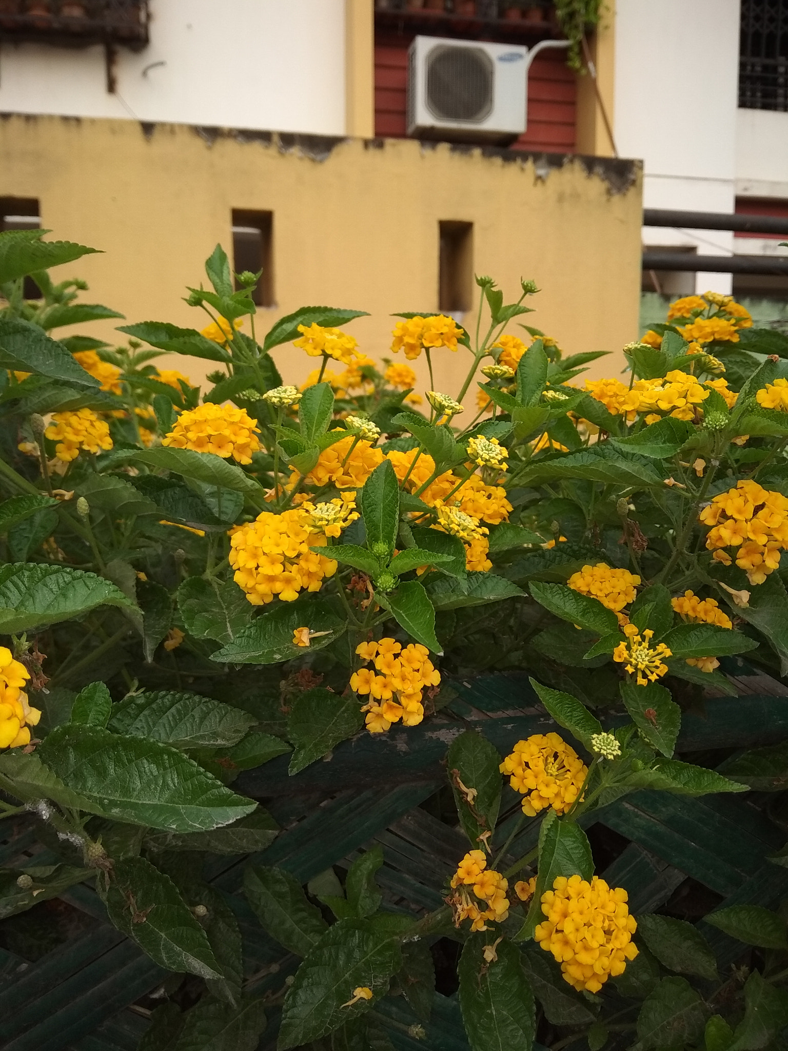 Xiaomi Redmi Note 5A sample photo. West indian lantana photography