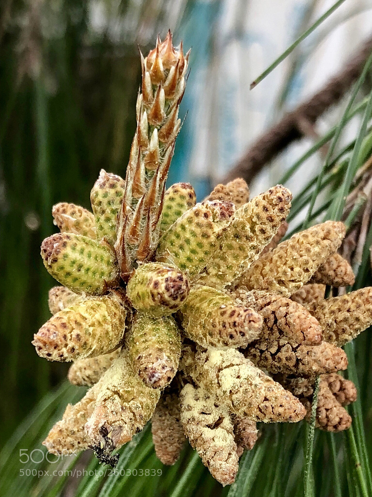 Apple iPhone 8 Plus sample photo. Pinus patula seeds  photography