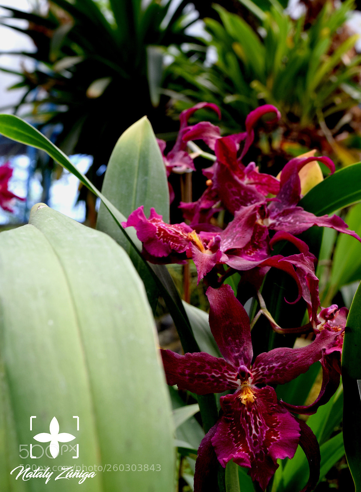 Nikon D3300 sample photo. Orquídea photography