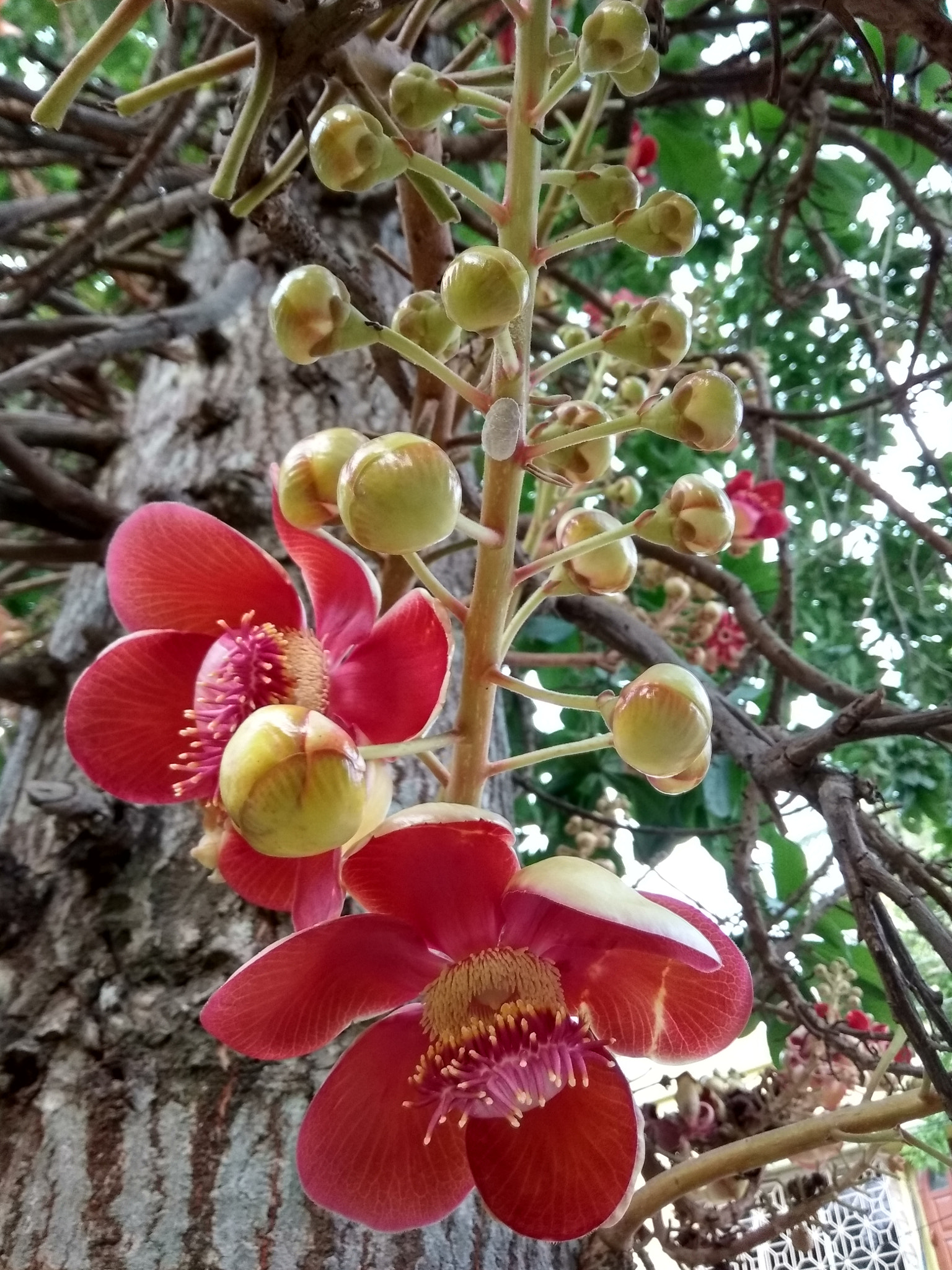 Xiaomi Redmi Note 5A sample photo. Cannonball tree photography