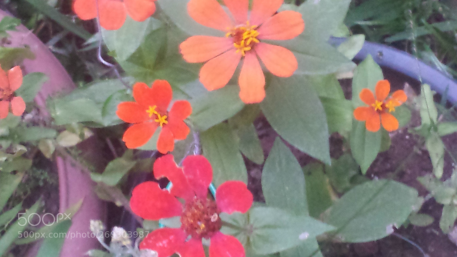 Samsung Galaxy S4 sample photo. Untitled photography