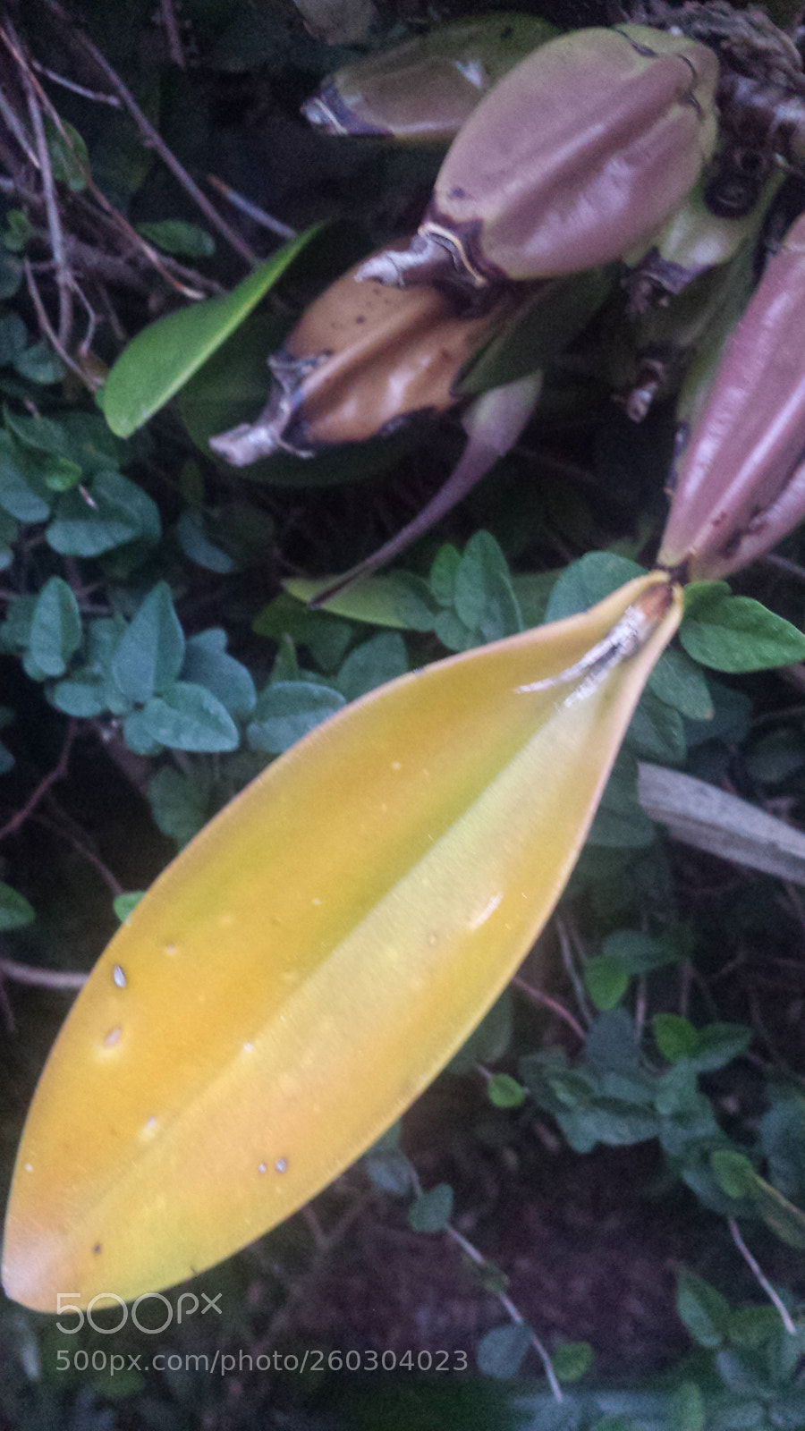 Samsung Galaxy S4 sample photo. Untitled photography