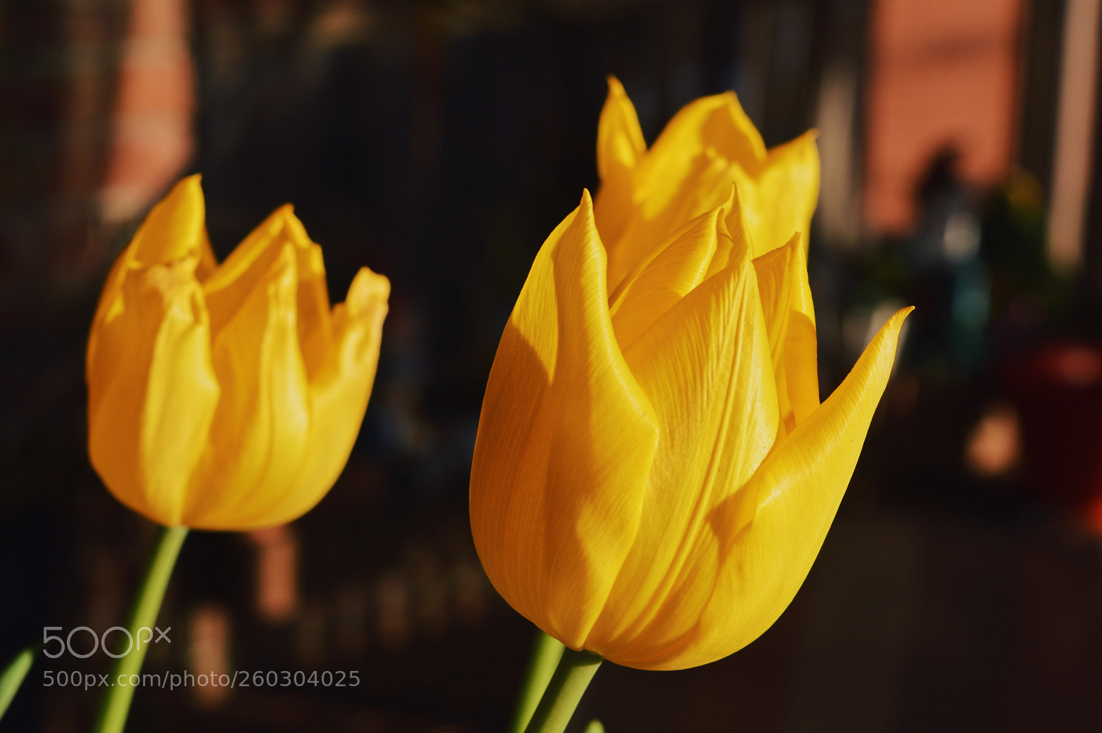 Nikon D3200 sample photo. Tulips 3 photography