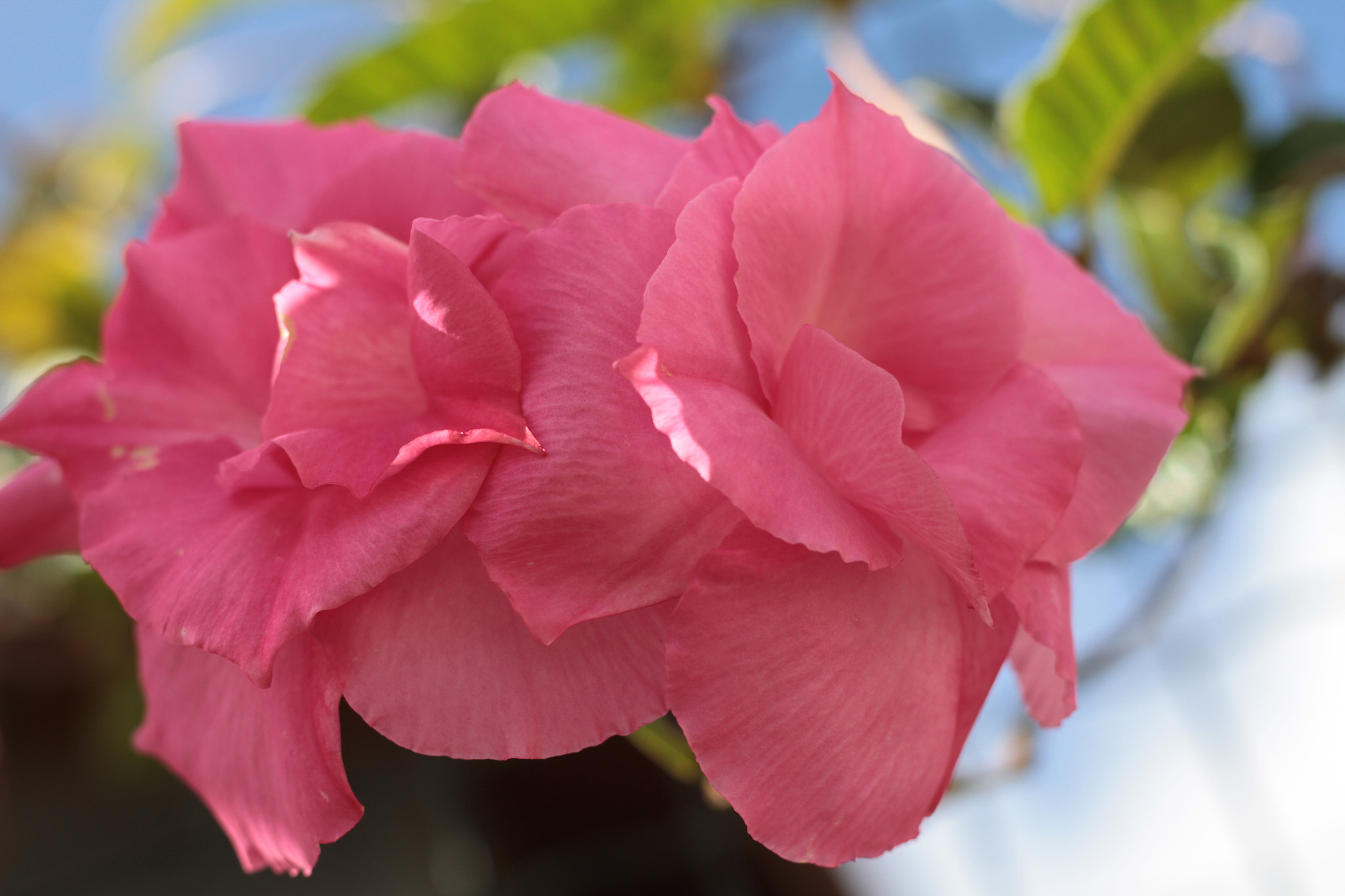 Canon EOS 7D + Canon EF 50mm F1.8 STM sample photo. Img photography