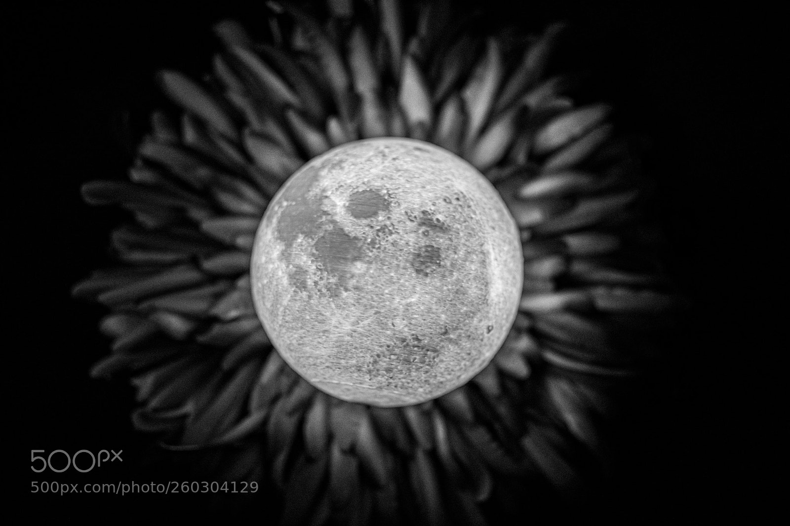 Nikon D7200 sample photo. Moon flower photography