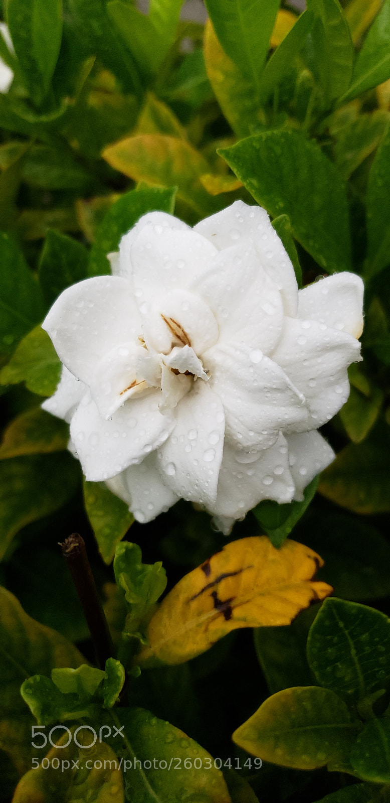 Samsung Galaxy S9+ sample photo. Untitled photography