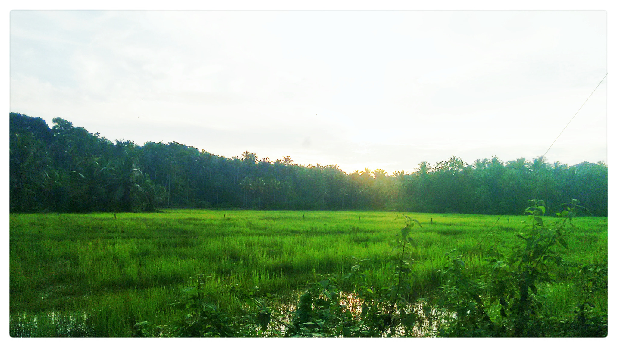 Motorola Moto G (2nd Gen) sample photo. Green world photography