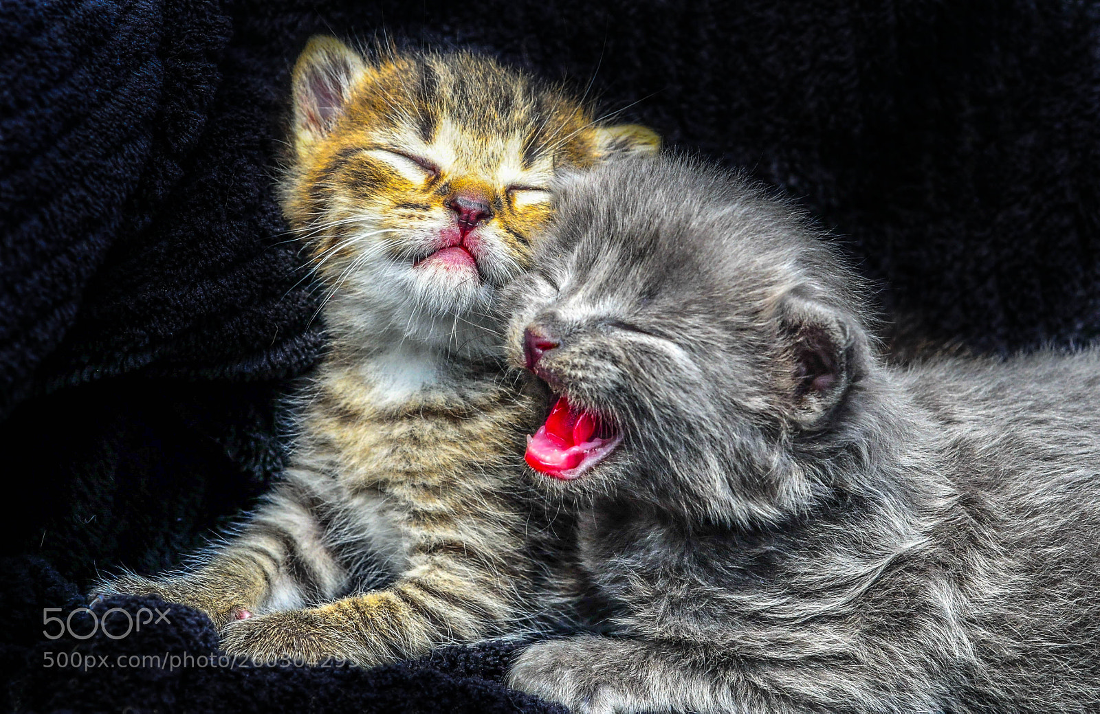 Nikon D300 sample photo. Kittens photography