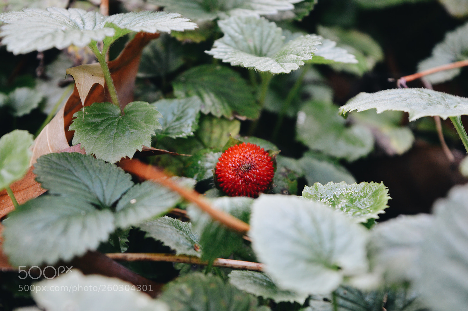 Nikon D3200 sample photo. Red photography