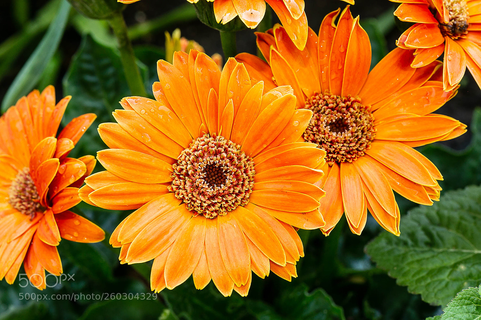 Canon EOS 6D sample photo. Orange treat photography