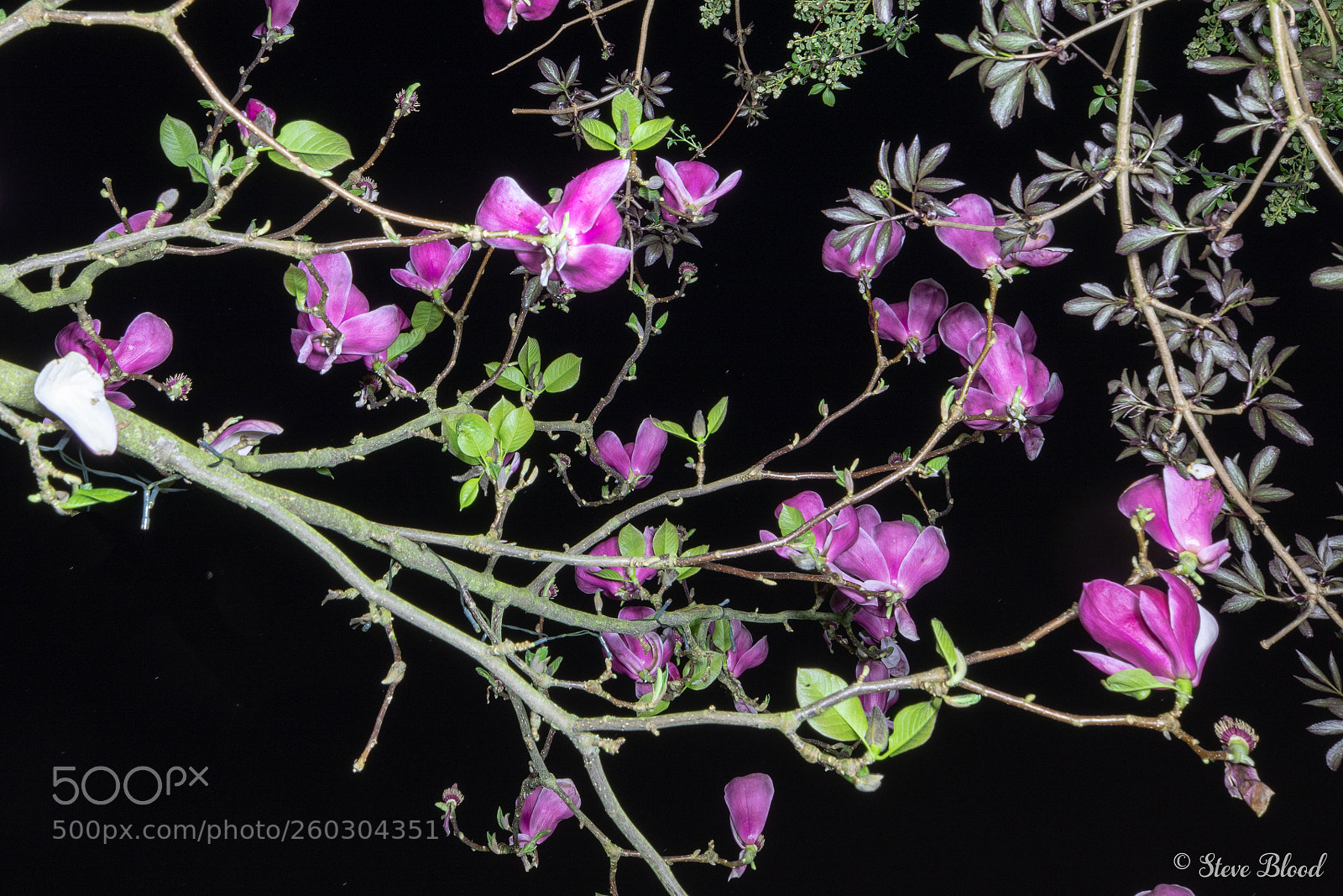 Canon EOS 5D Mark IV sample photo. 5d mkiv images, photography