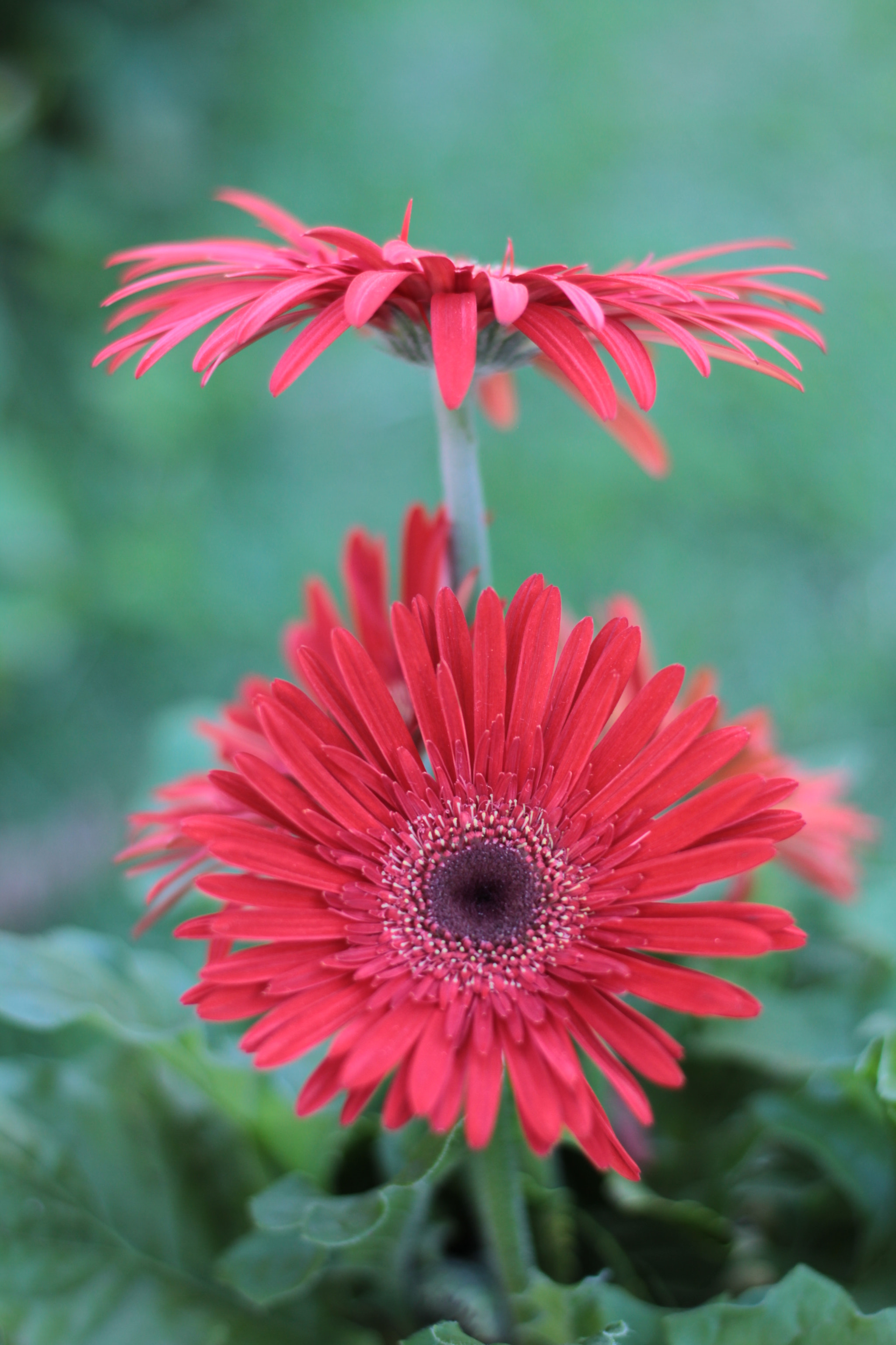 Canon EOS 7D + Canon EF 50mm F1.8 STM sample photo. Img photography