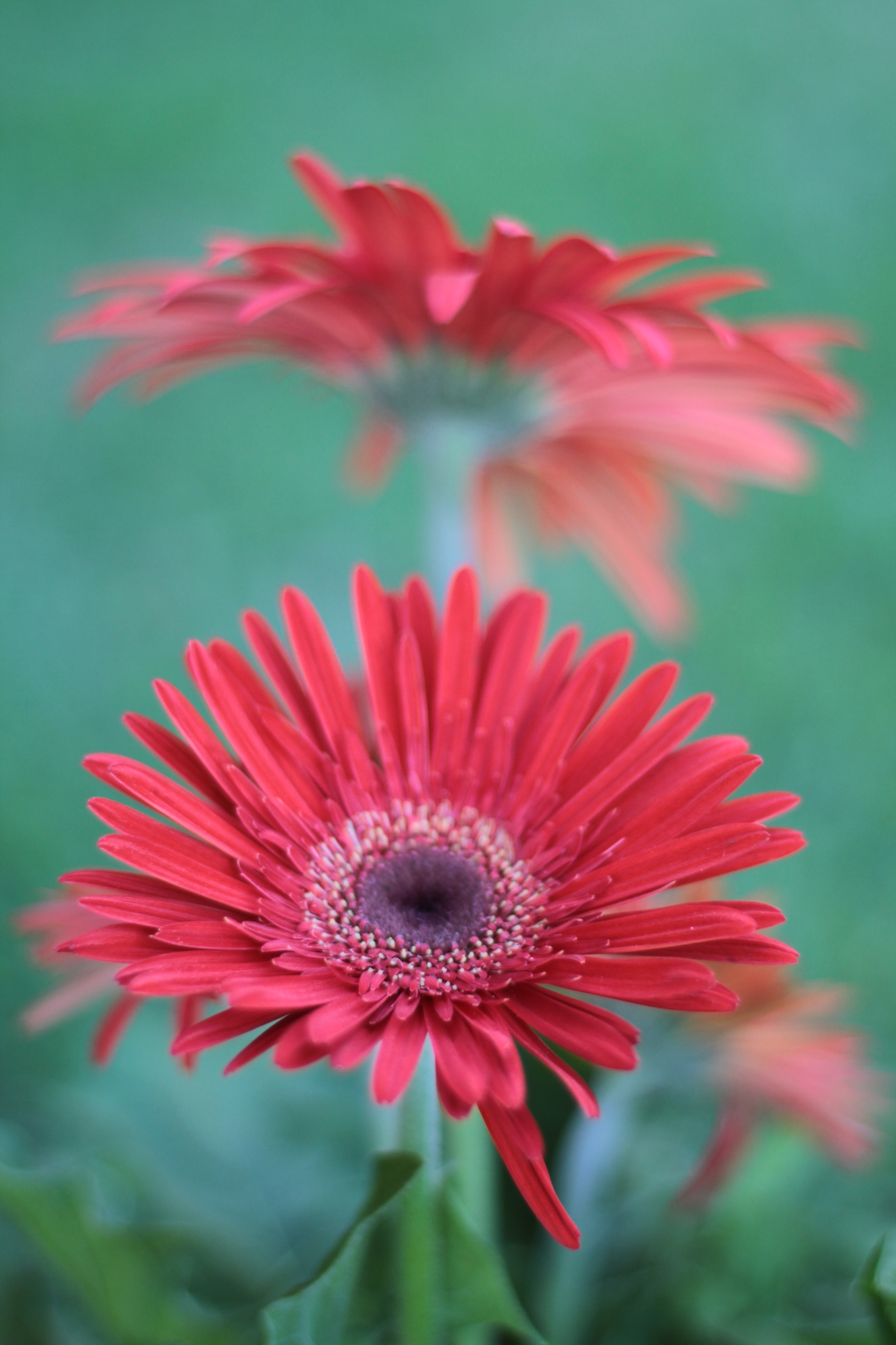Canon EOS 7D + Canon EF 50mm F1.8 STM sample photo. Img photography